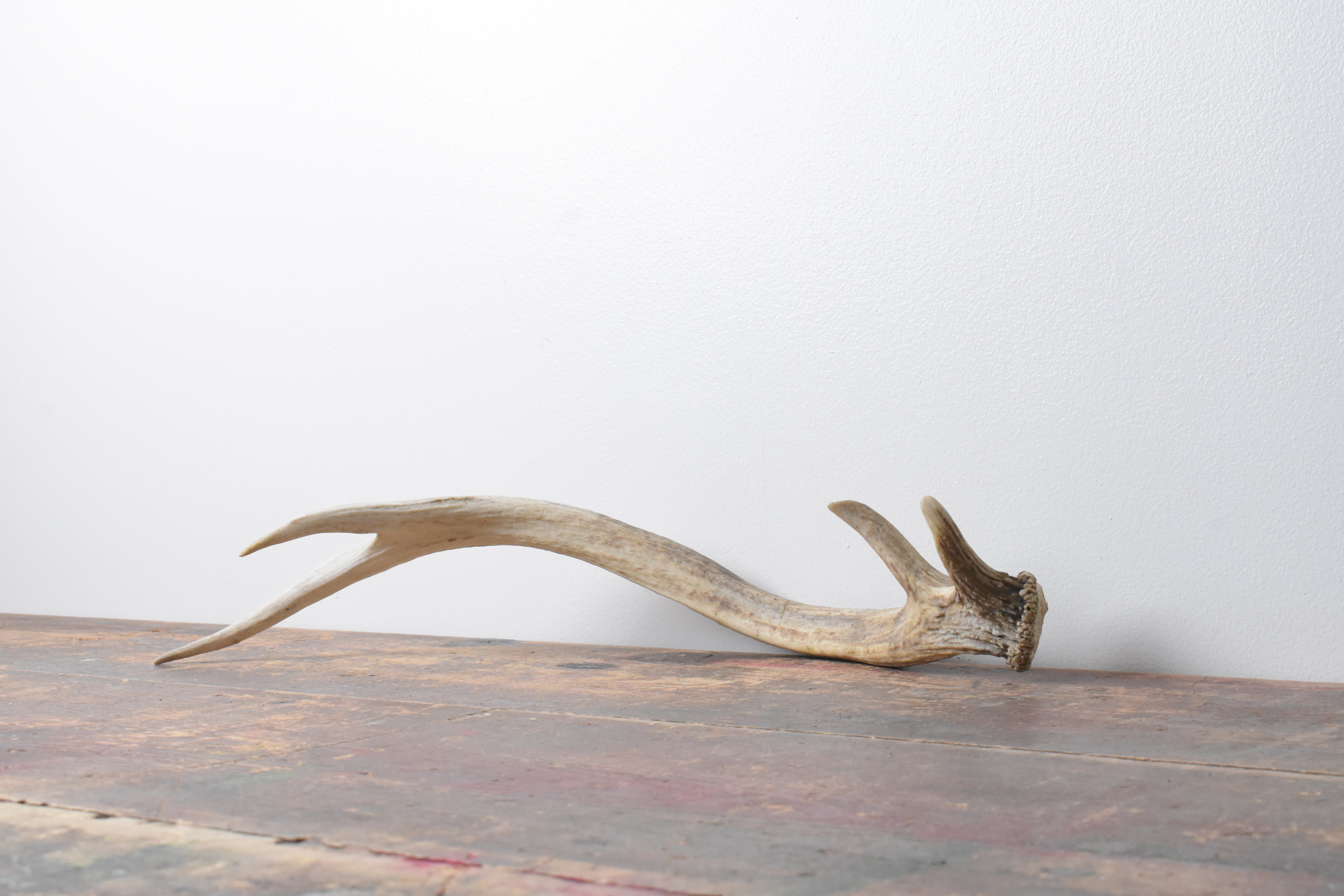 Elk Antler | Small Size | 74
