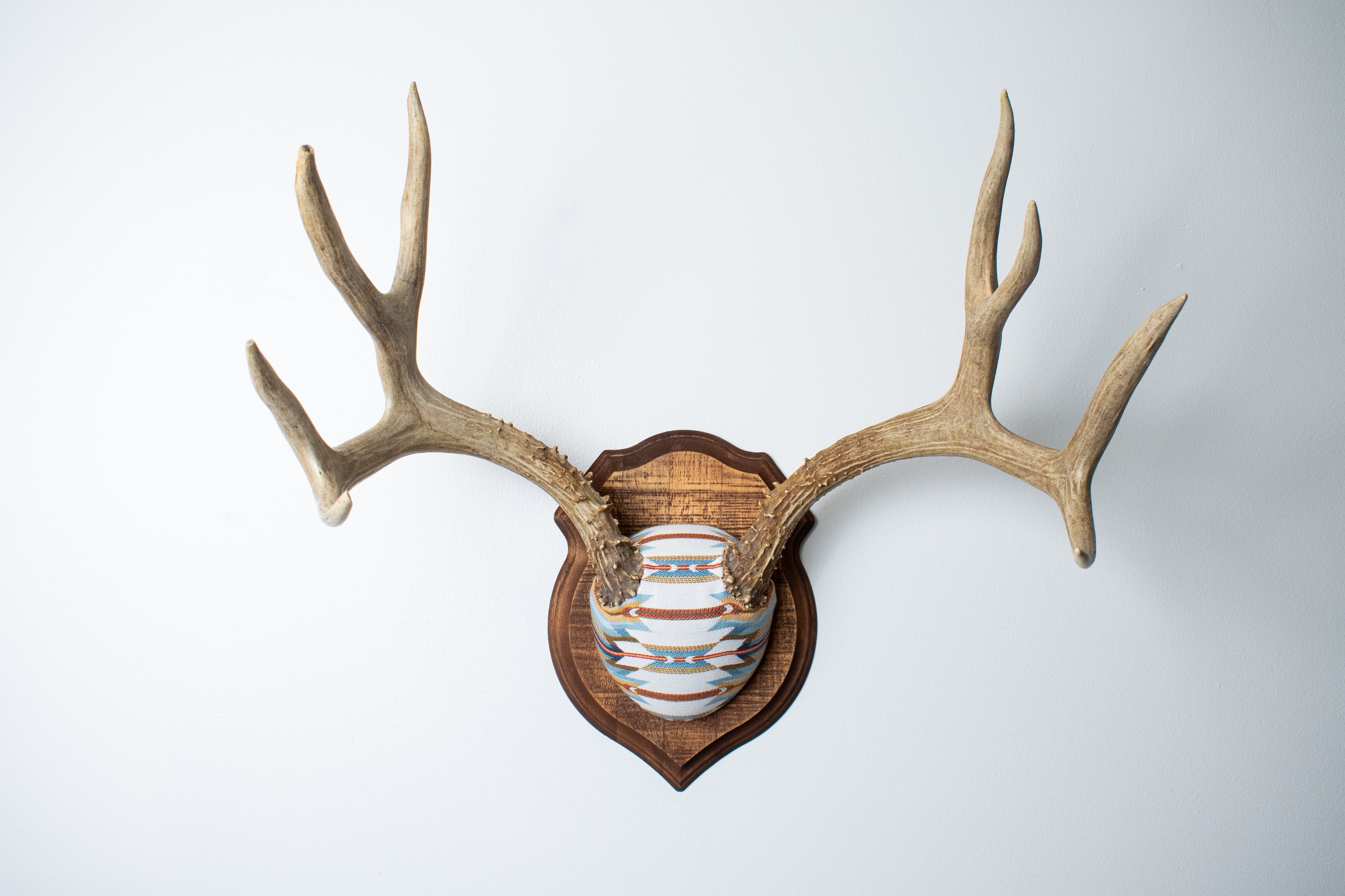 Mule Deer Antler Mount | Sunset | 02