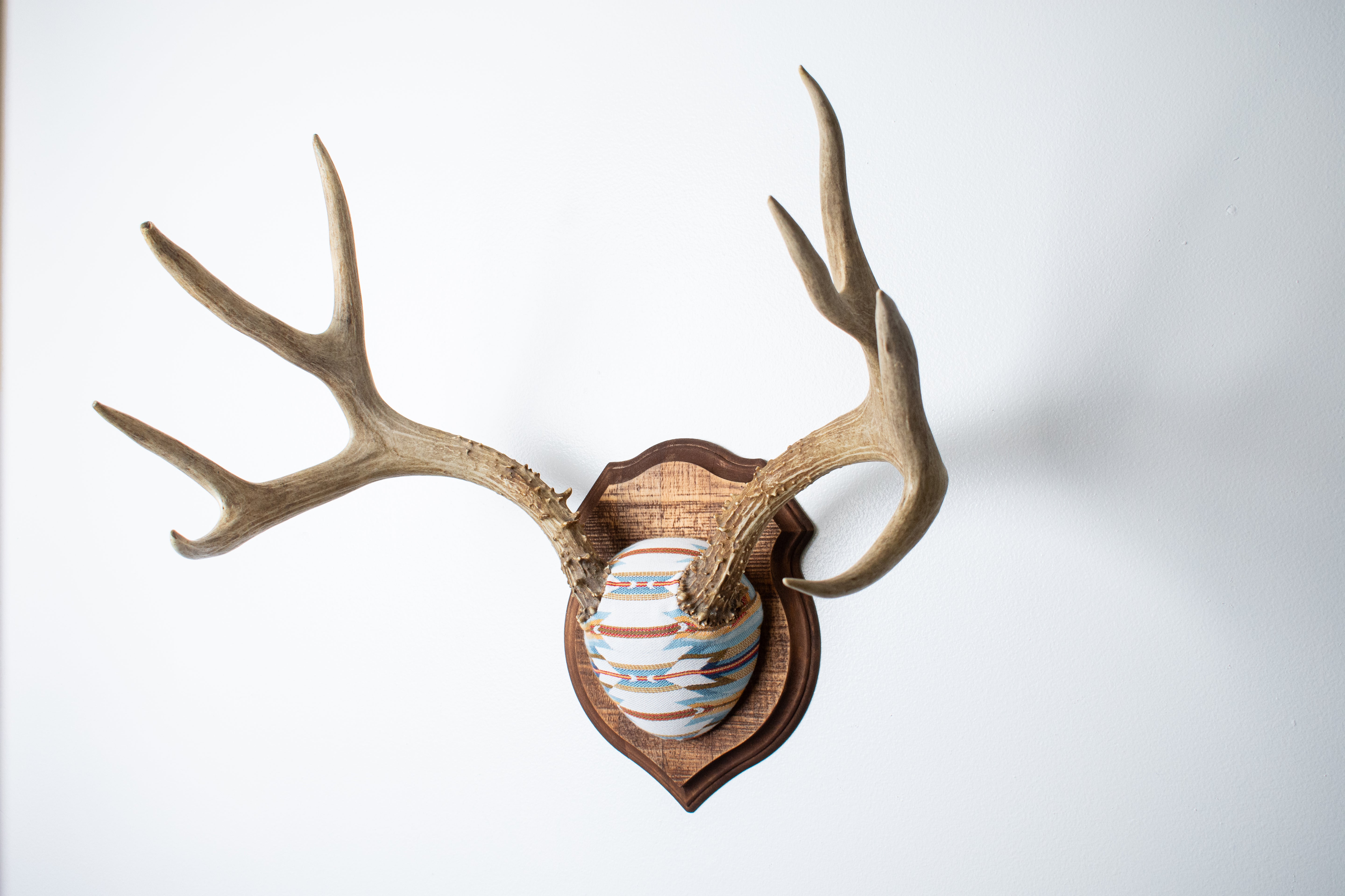 Mule Deer Antler Mount | Sunset | 02
