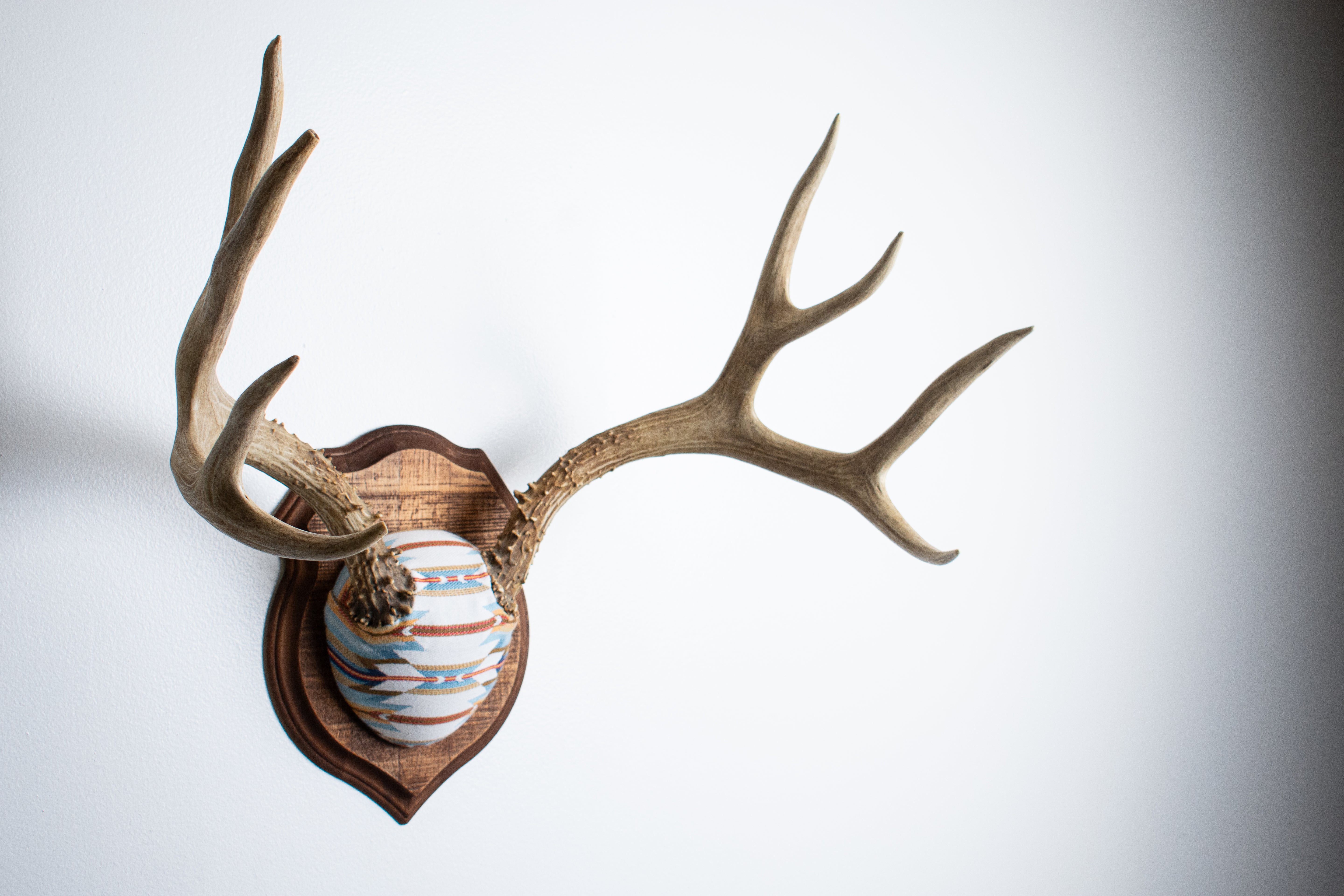 Mule Deer Antler Mount | Sunset | 02
