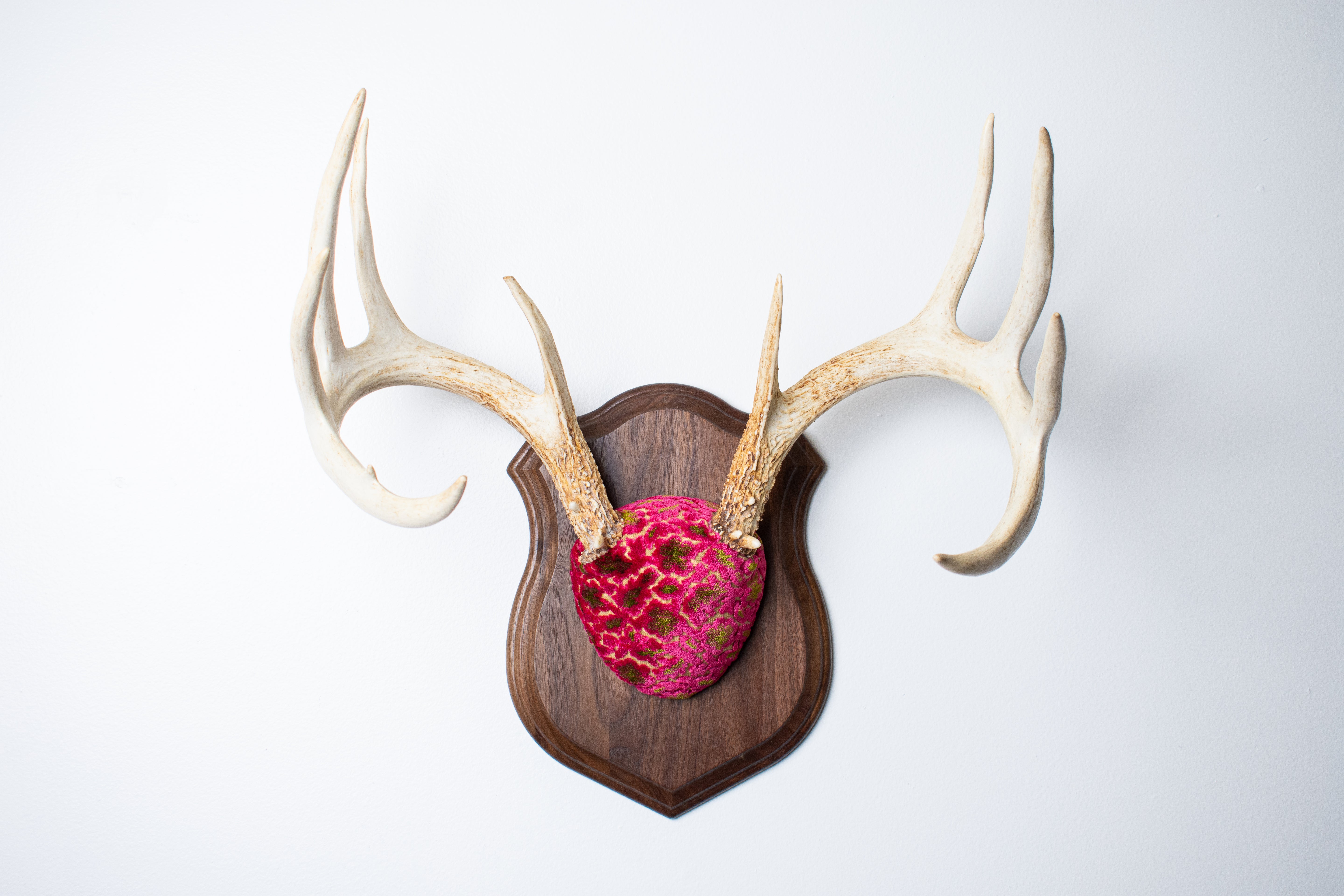 Whitetail Deer Antler Mount | Magenta & Olive | 03