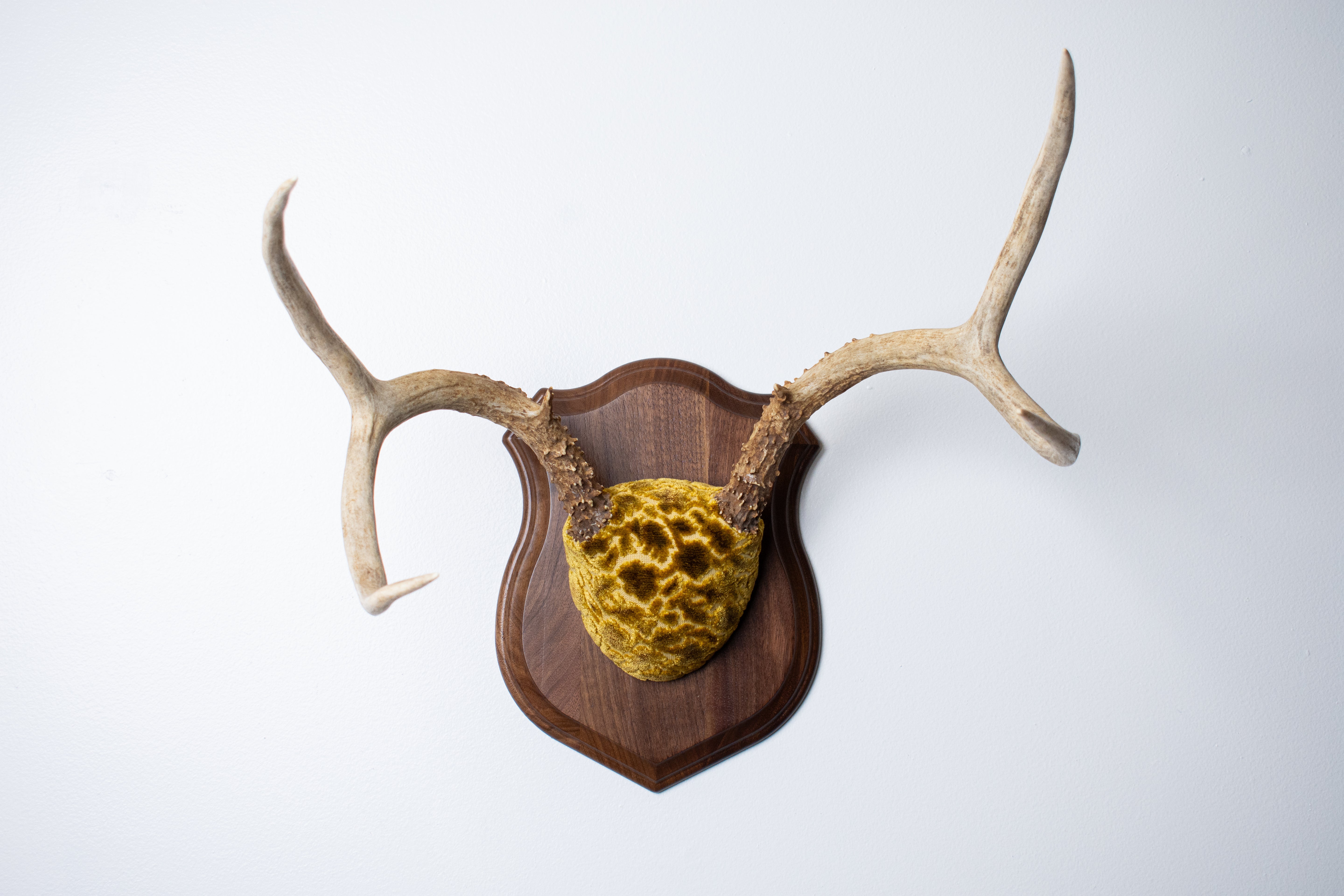 Mule Deer Antler Mount | Antique Gold & Umber | 02