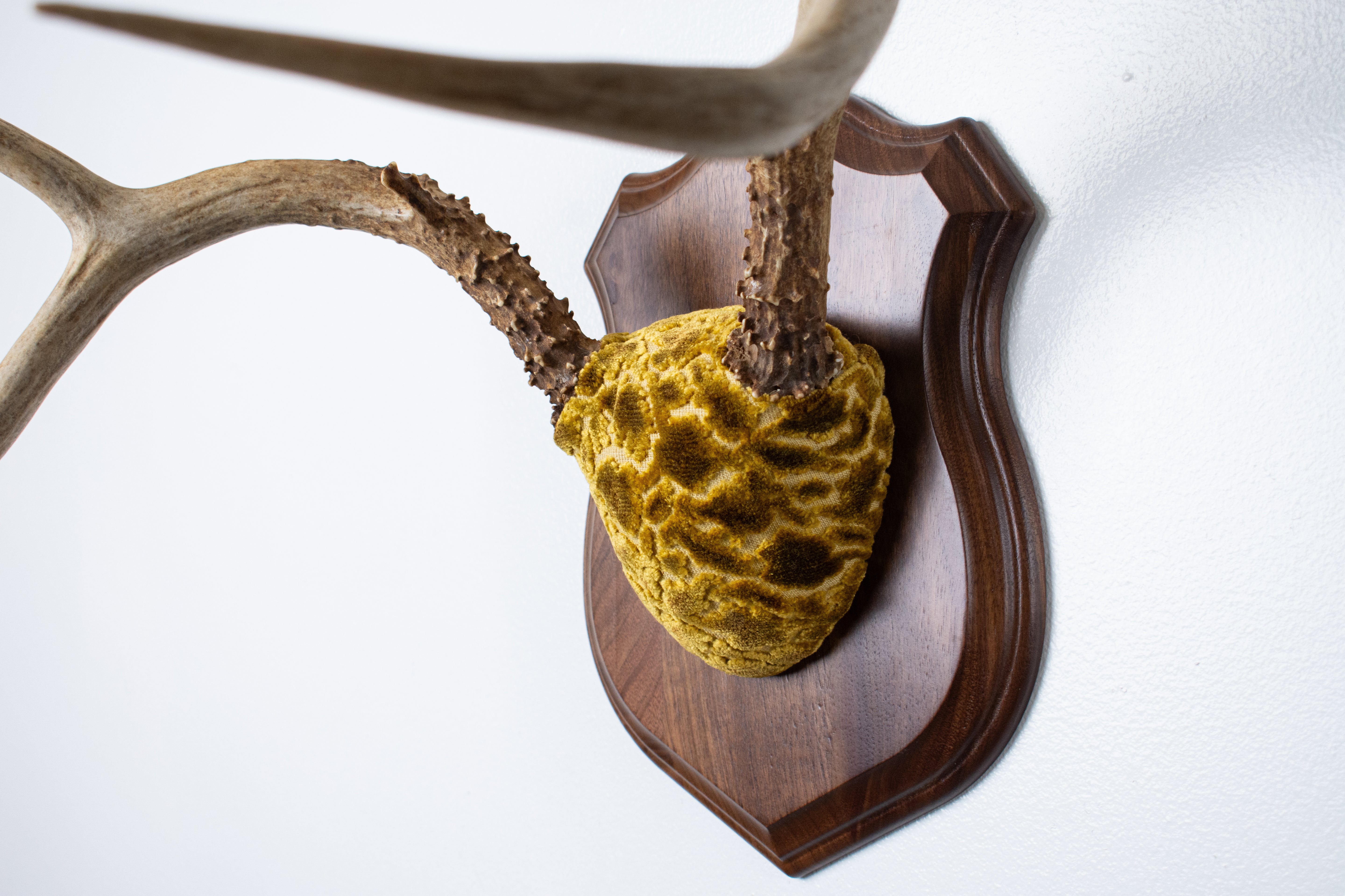 Mule Deer Antler Mount | Antique Gold & Umber | 02