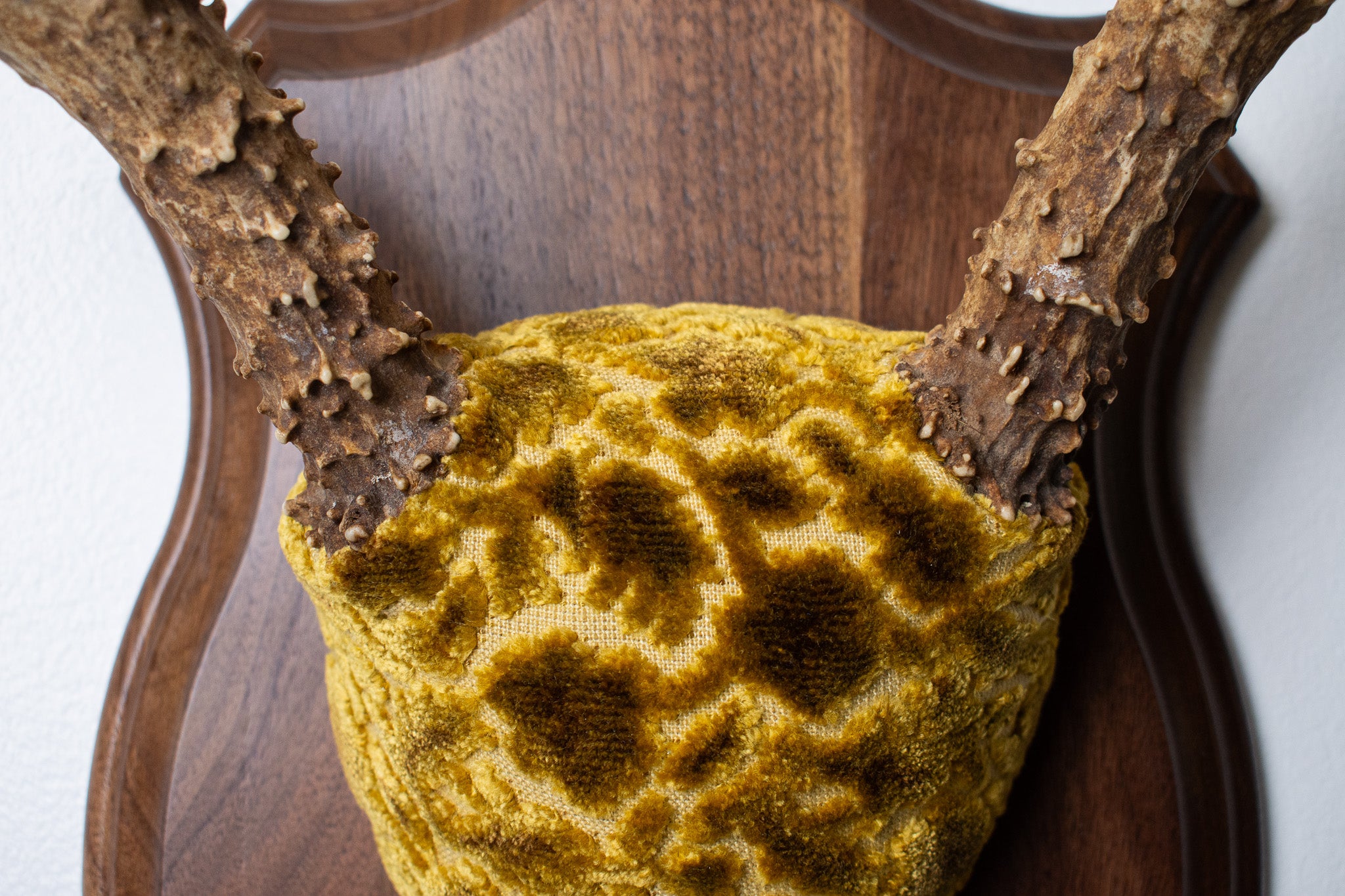 Mule Deer Antler Mount | Antique Gold & Umber | 02