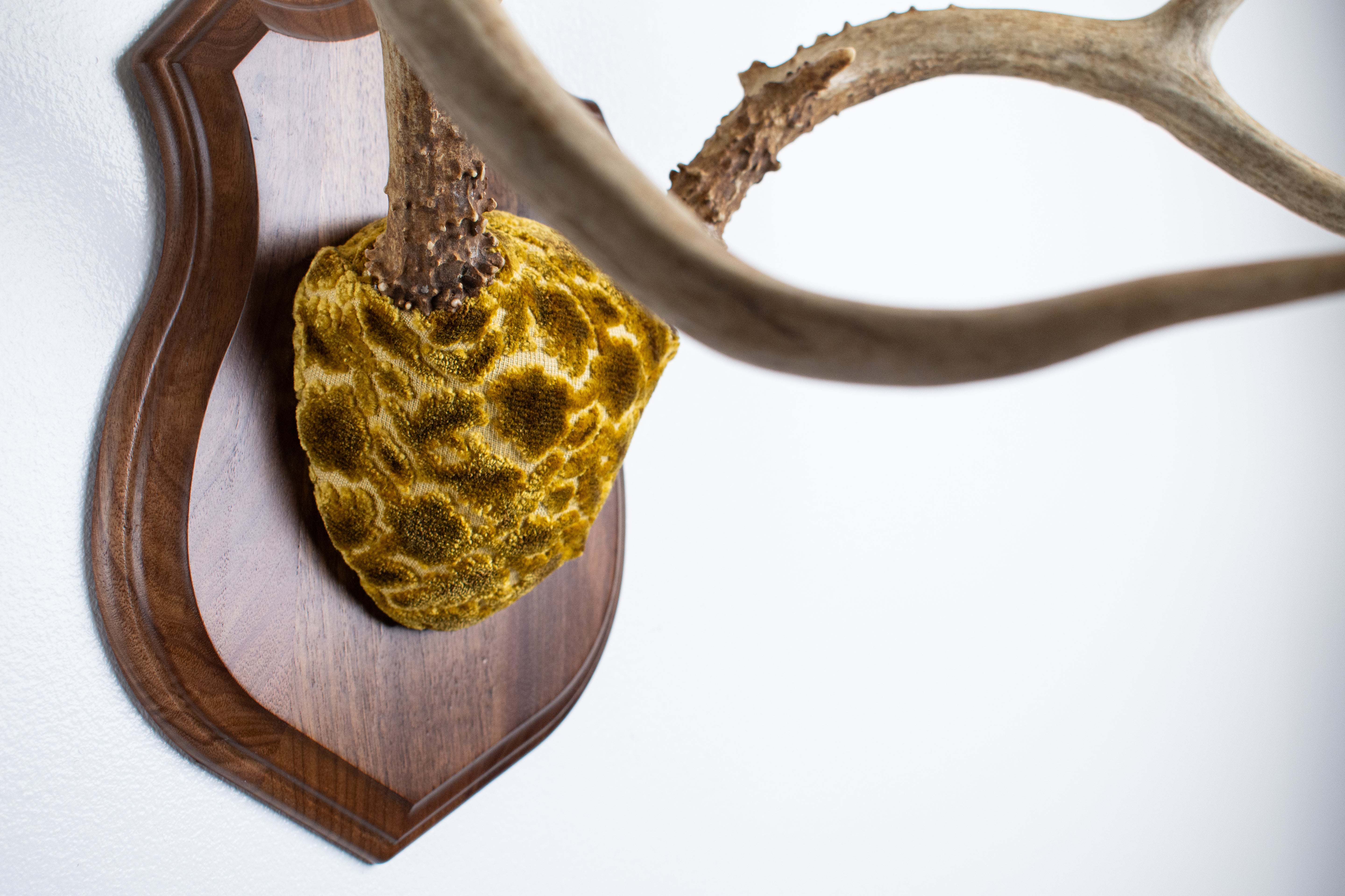 Mule Deer Antler Mount | Antique Gold & Umber | 02