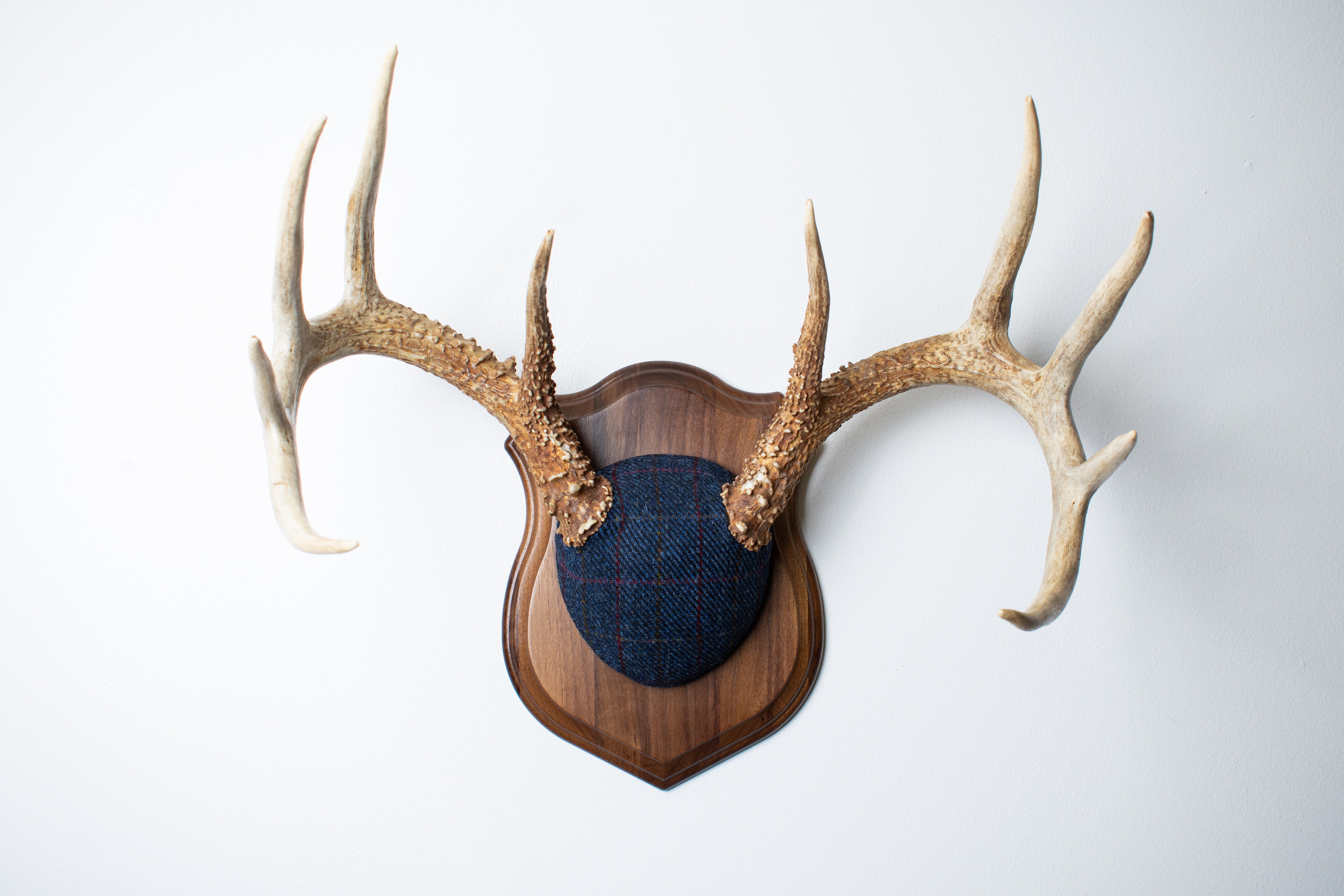 Whitetail Deer Antler Mount | Blue with Red Overcheck | 11
