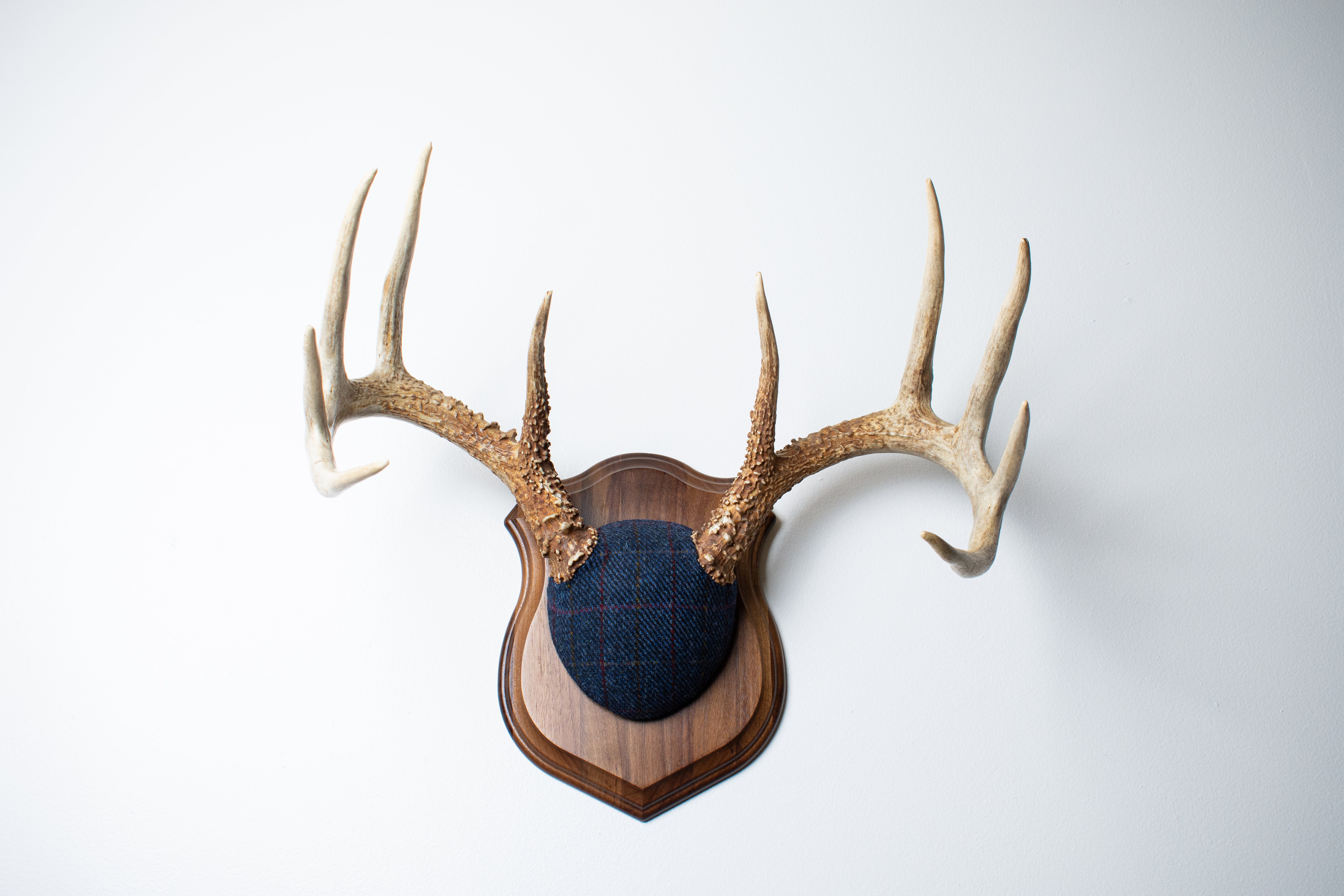 Whitetail Deer Antler Mount | Blue with Red Overcheck | 11