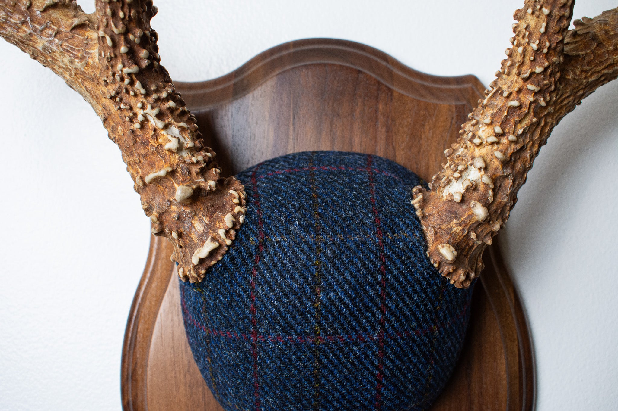 Whitetail Deer Antler Mount | Blue with Red Overcheck | 11