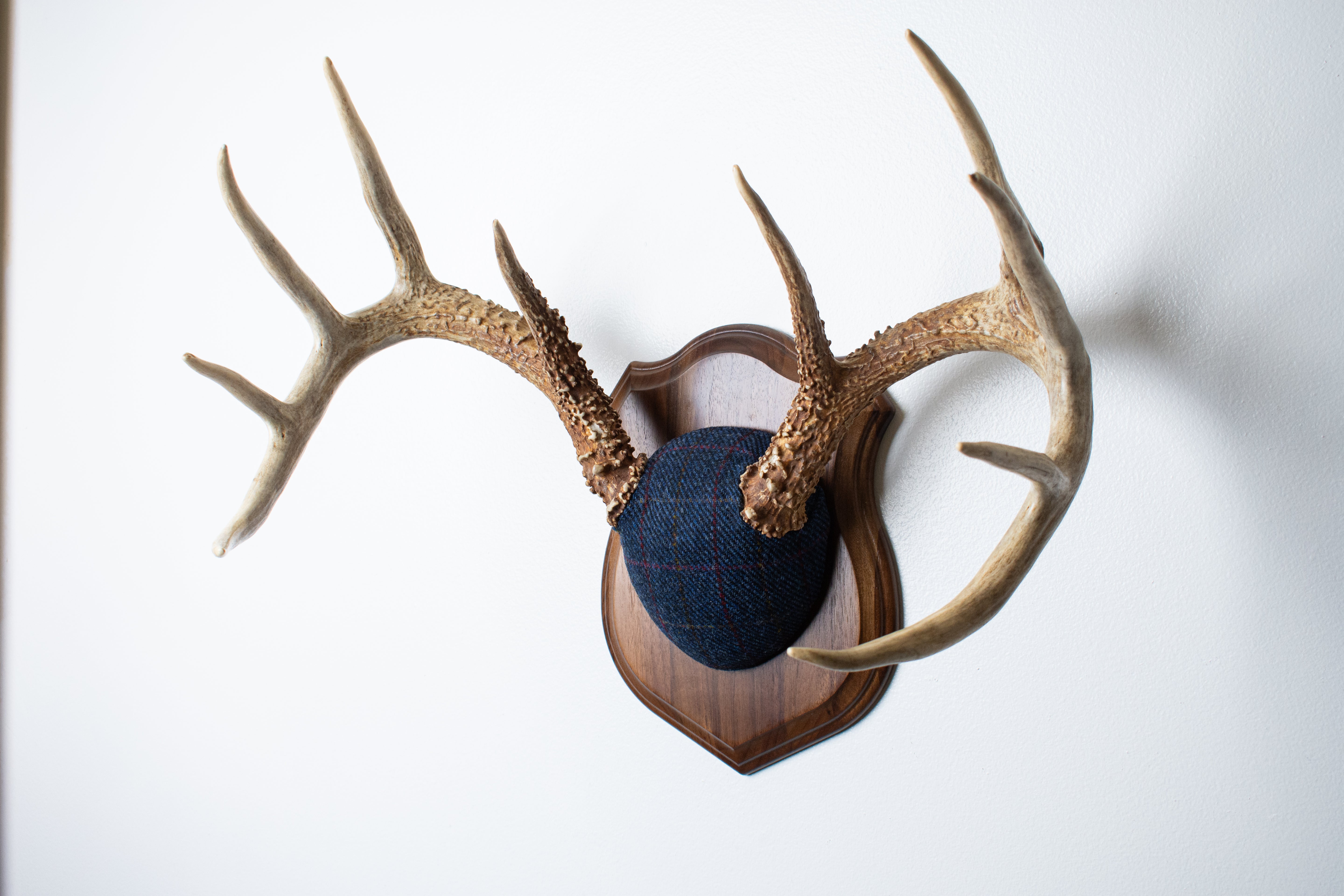 Whitetail Deer Antler Mount | Blue with Red Overcheck | 11