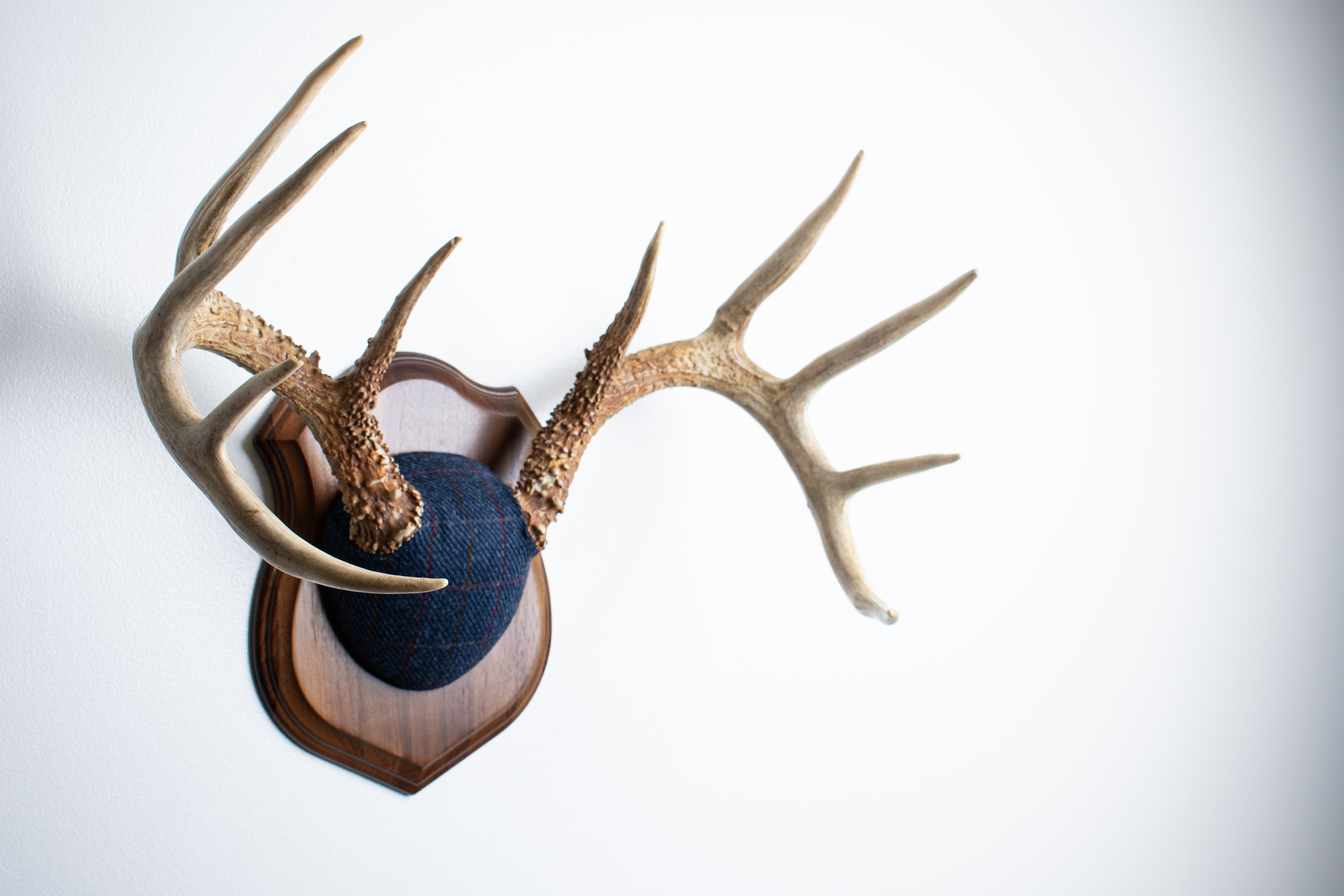 Whitetail Deer Antler Mount | Blue with Red Overcheck | 11