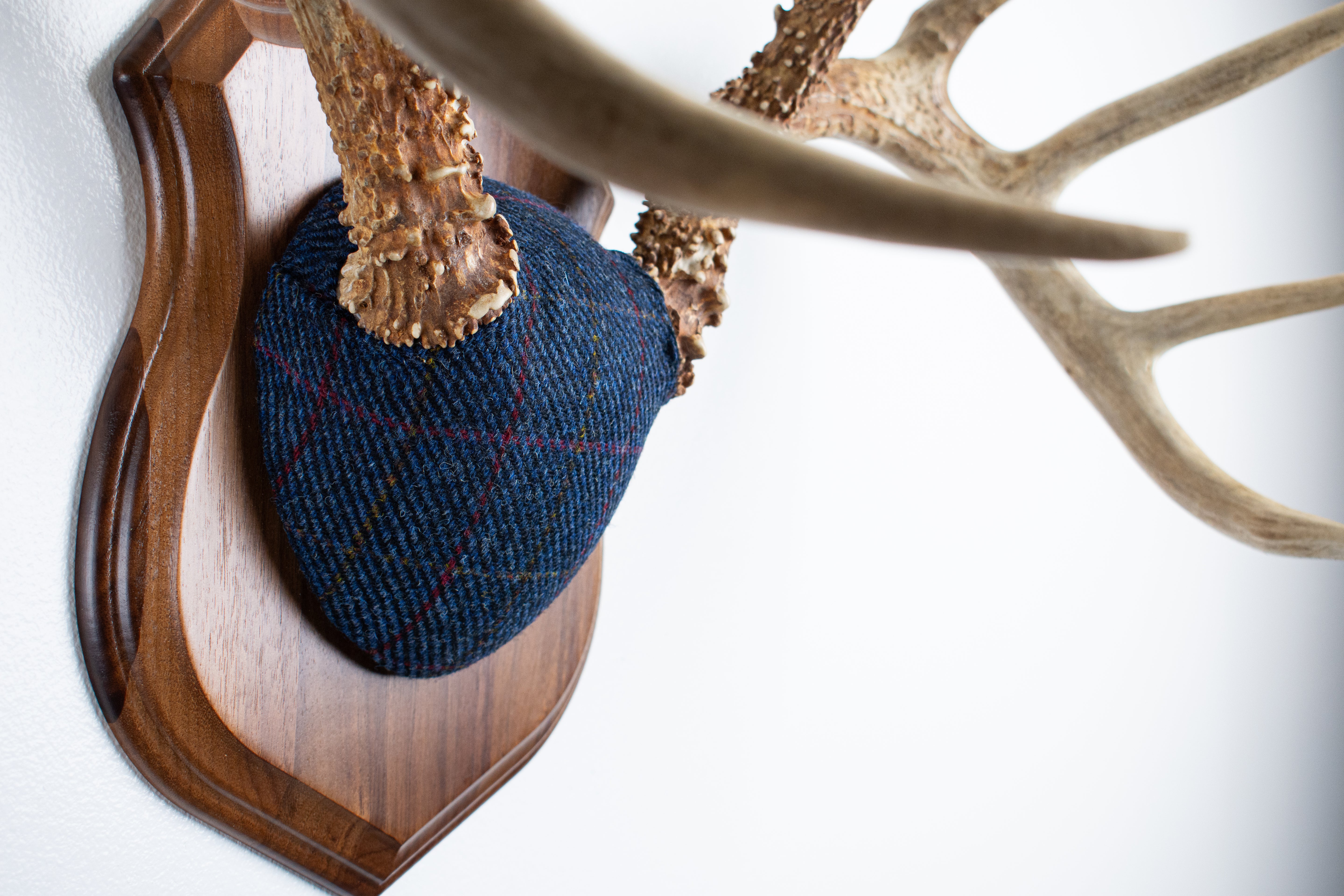 Whitetail Deer Antler Mount | Blue with Red Overcheck | 11