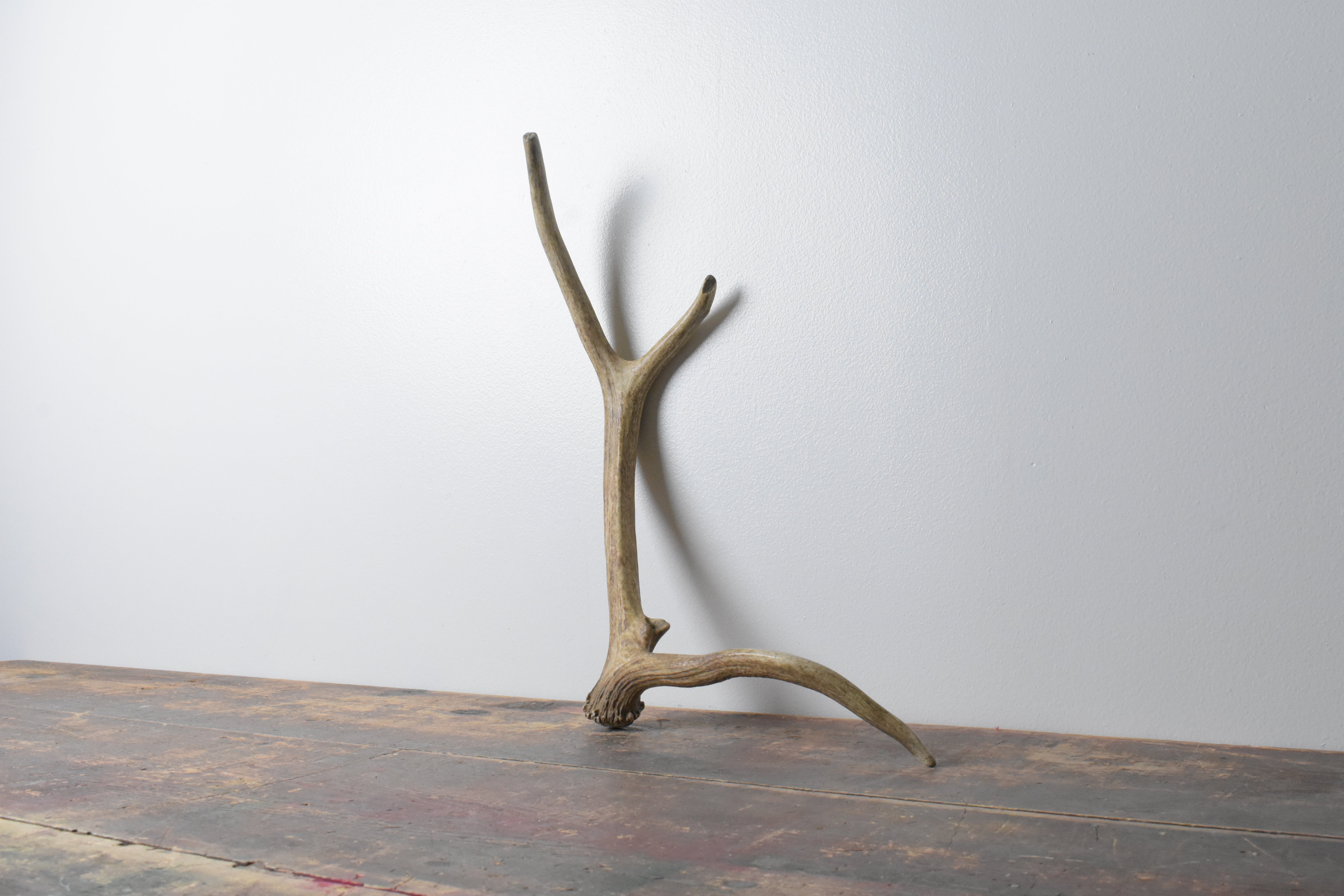 Elk Antler | Small Size | 94