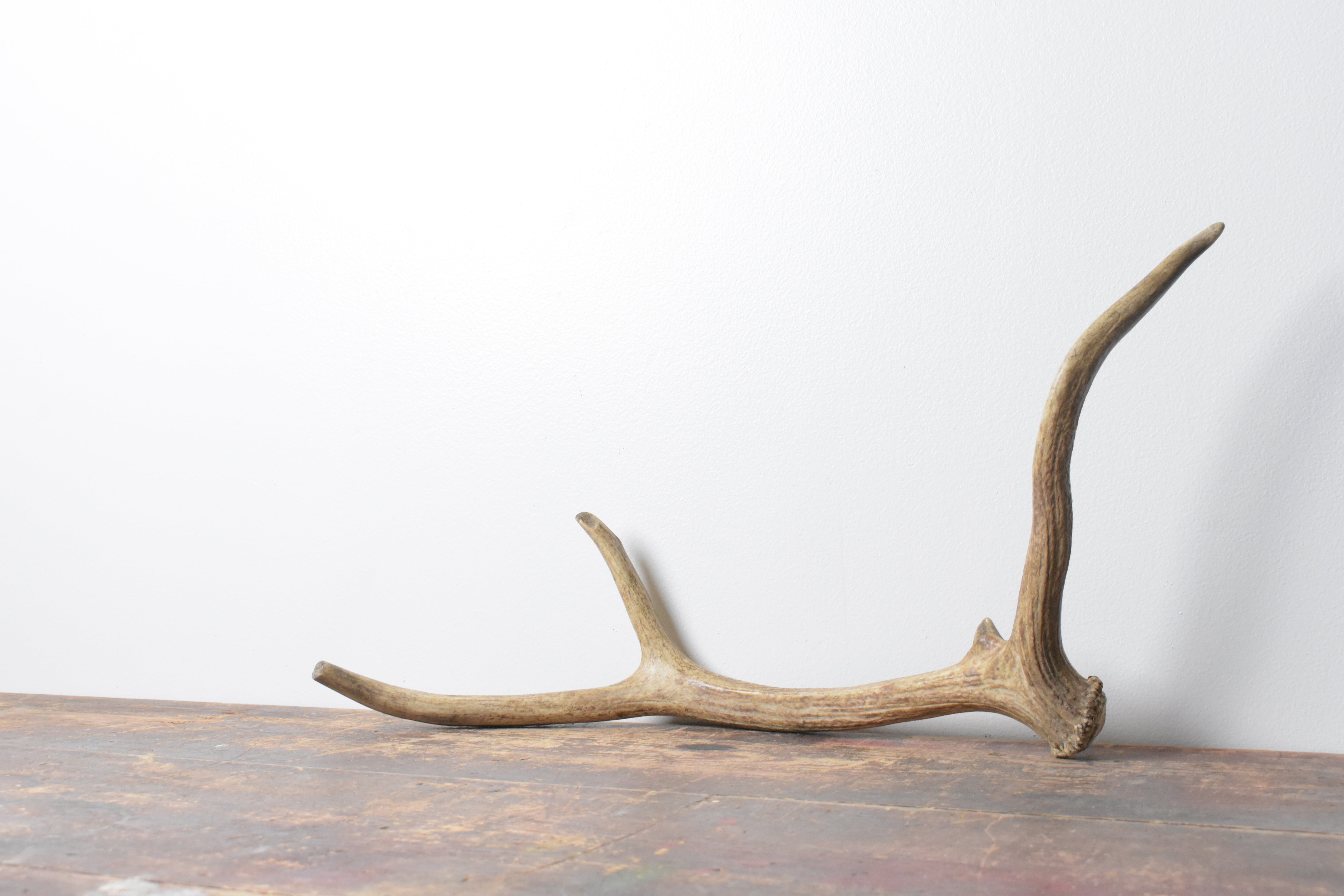 Elk Antler | Small Size | 94