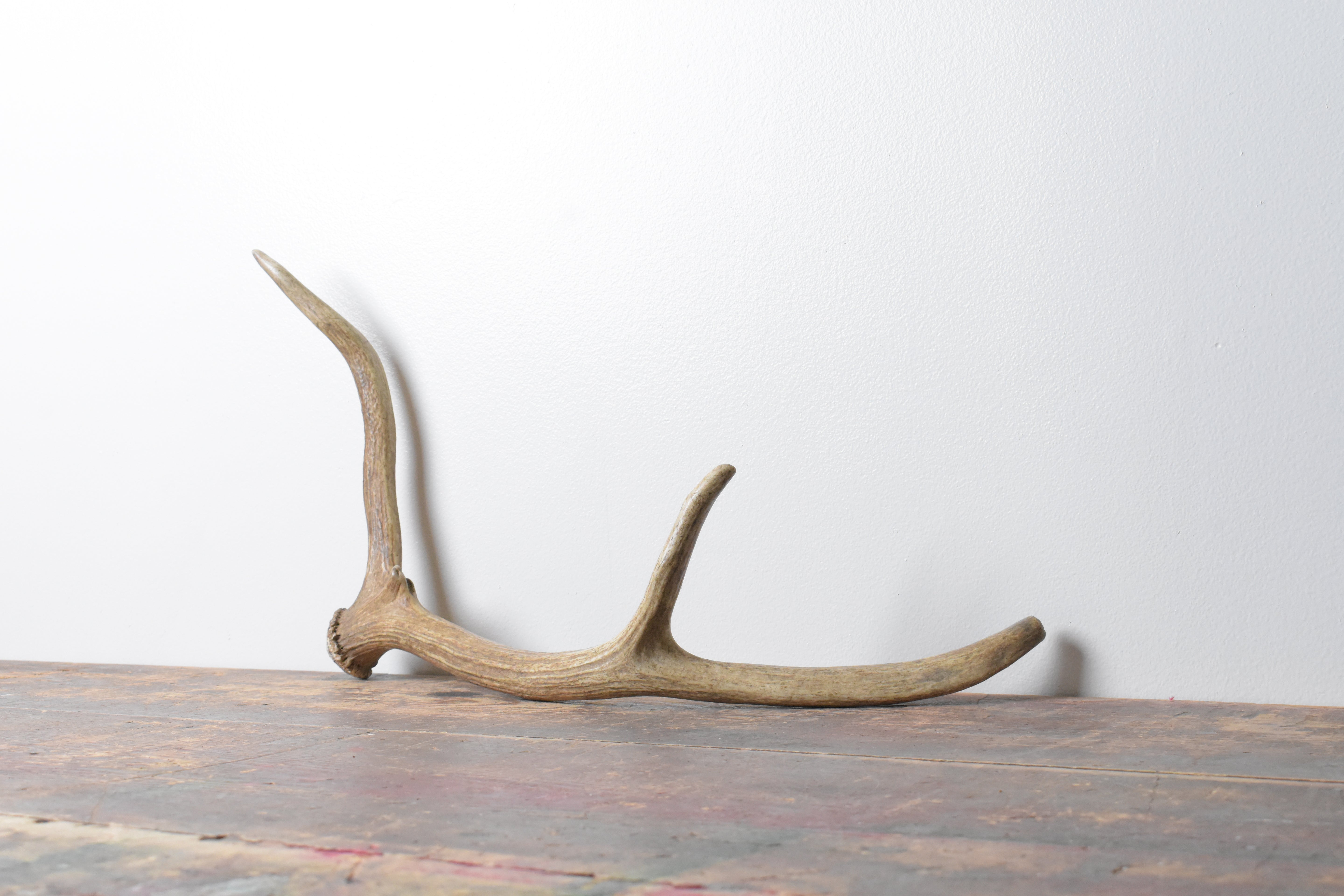 Elk Antler | Small Size | 94
