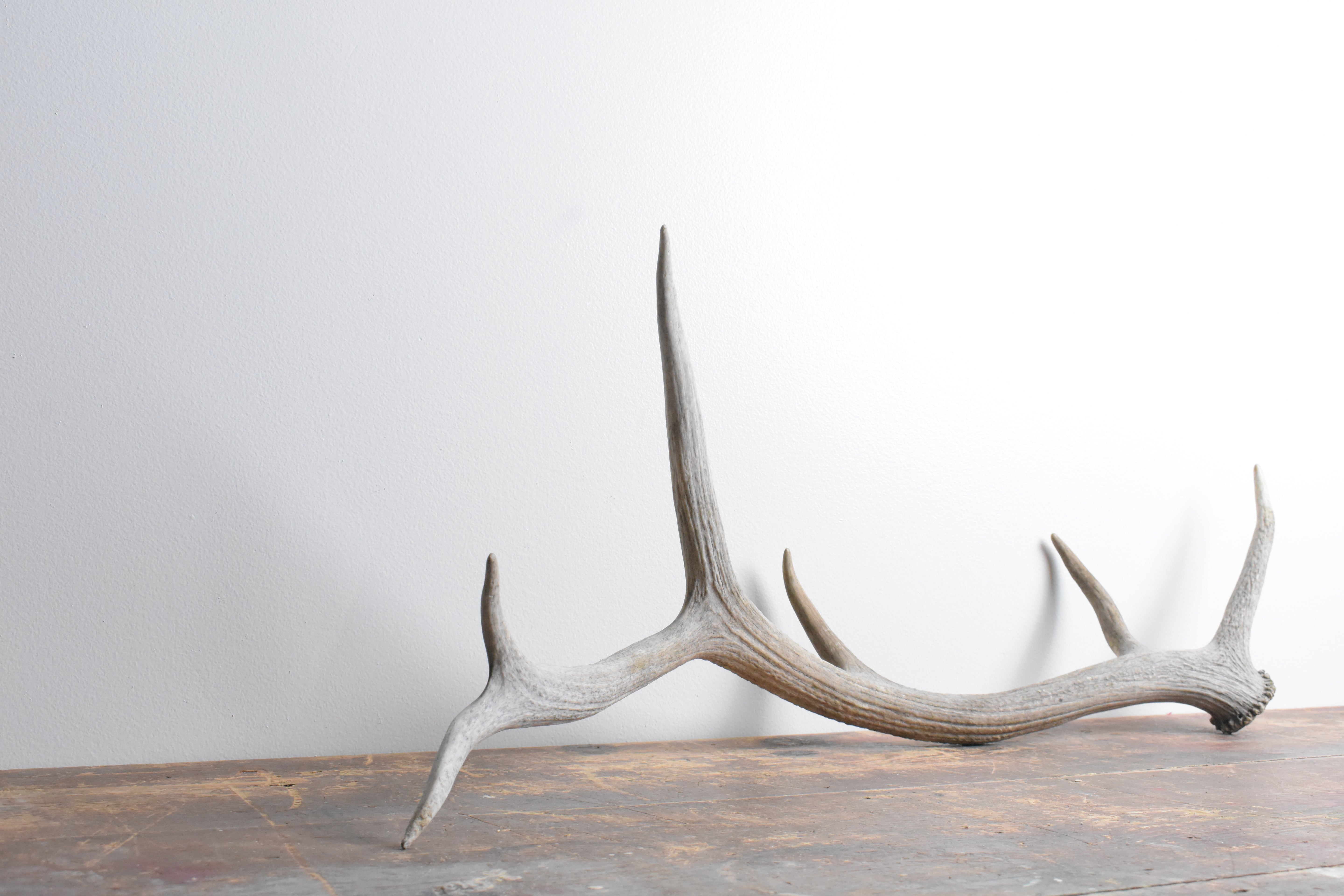 Elk Antler | Medium Size | 72