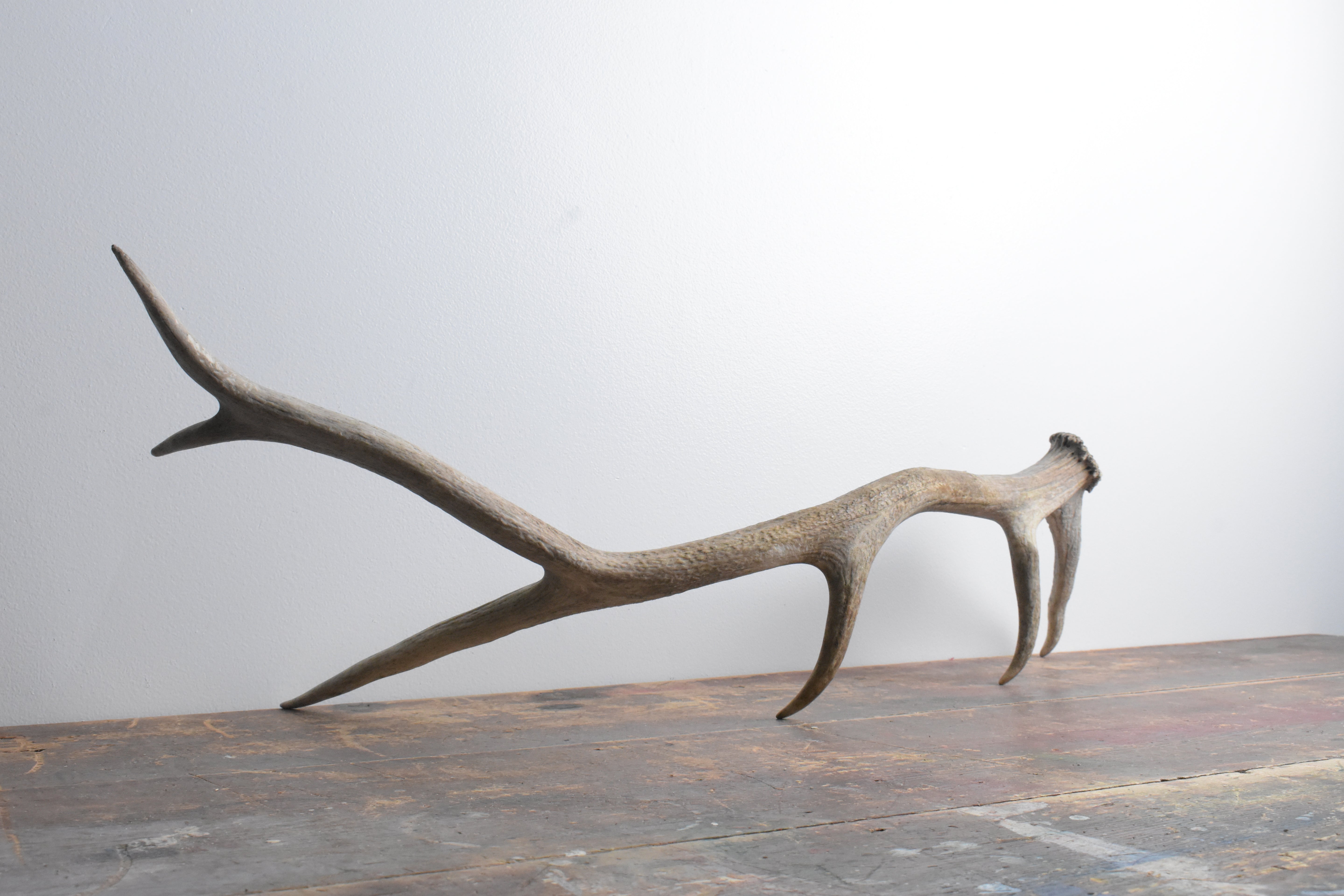 Elk Antler | Medium Size | 72
