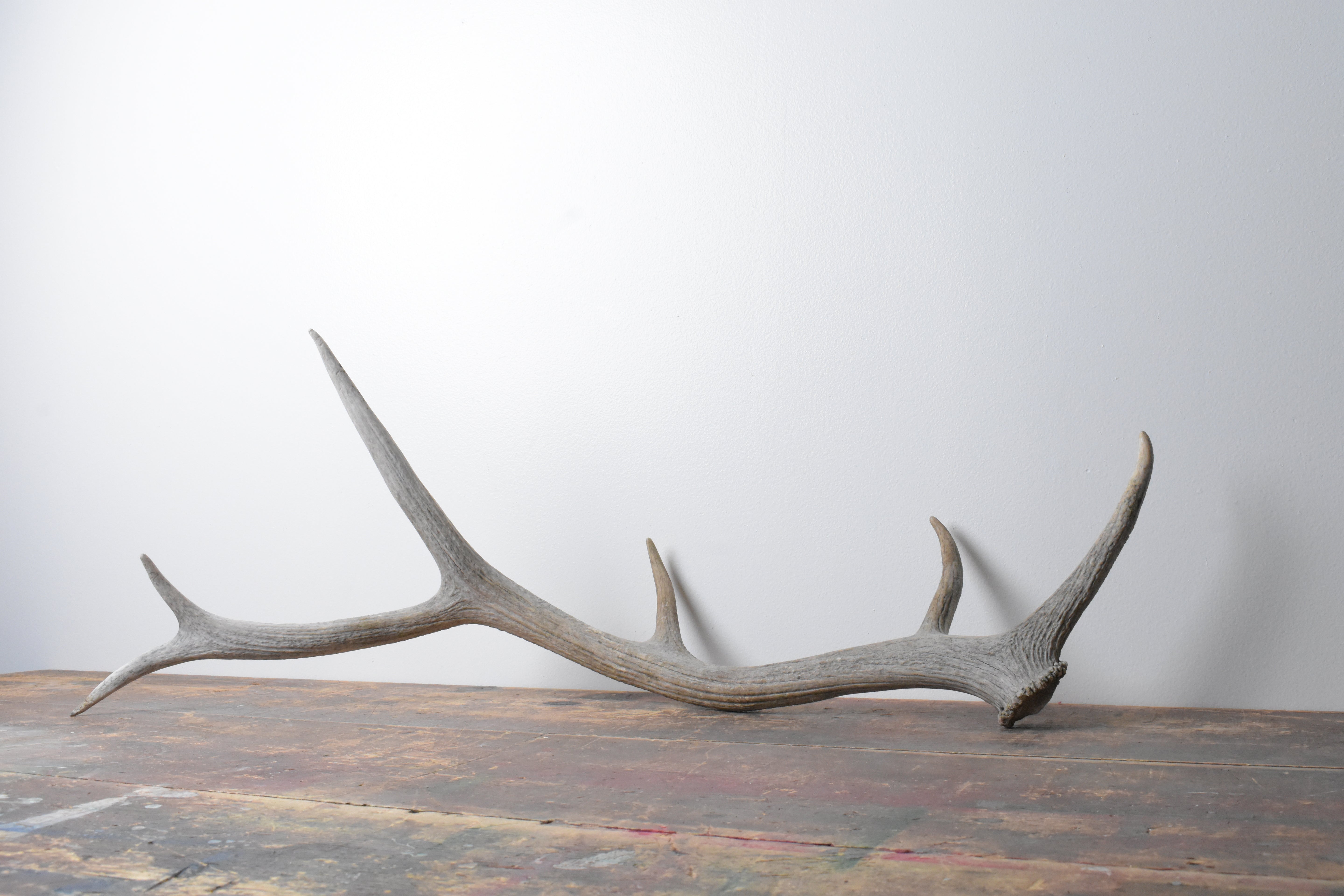 Elk Antler | Medium Size | 72