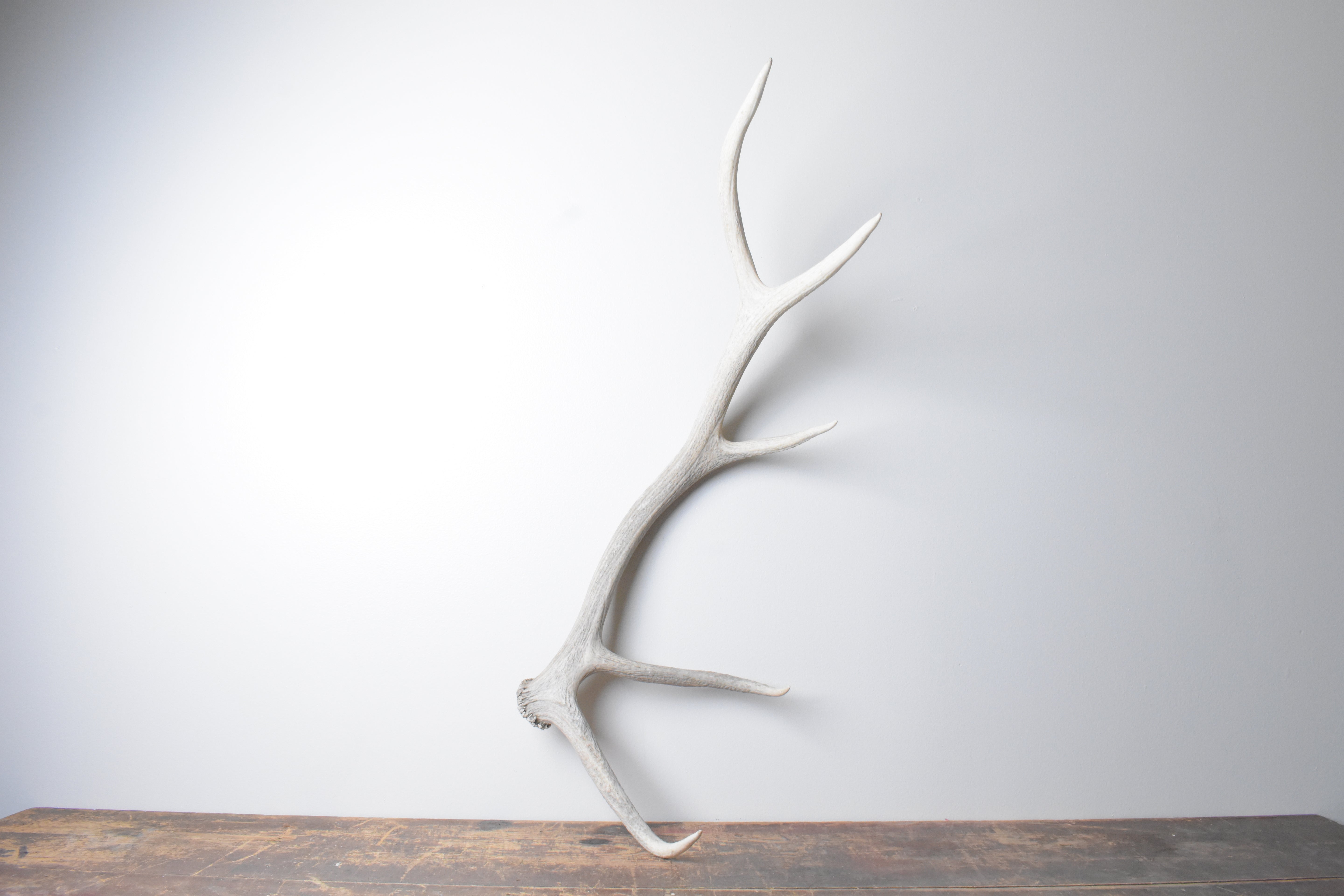 Elk Antler | 69