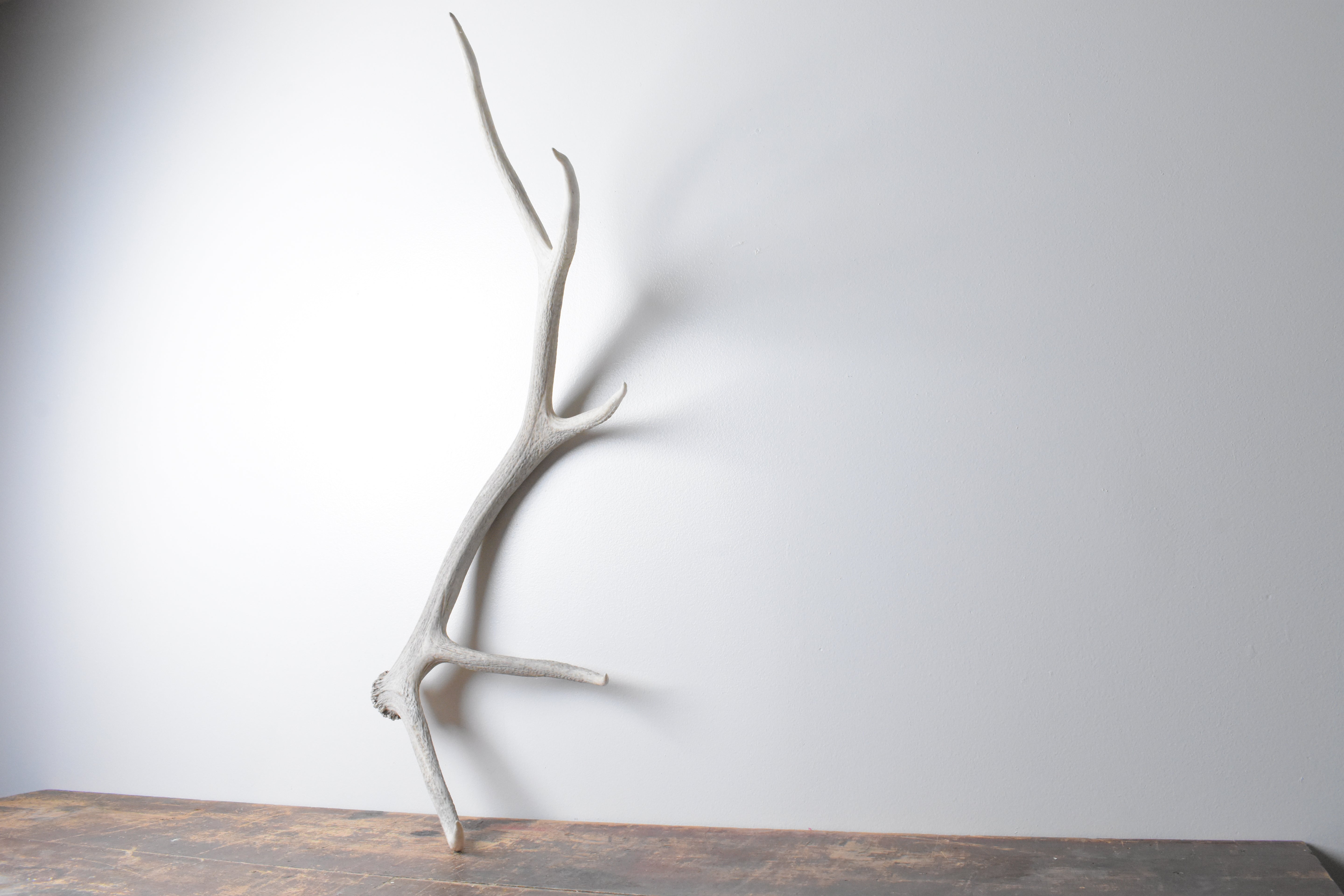 Elk Antler | Medium Size | 69