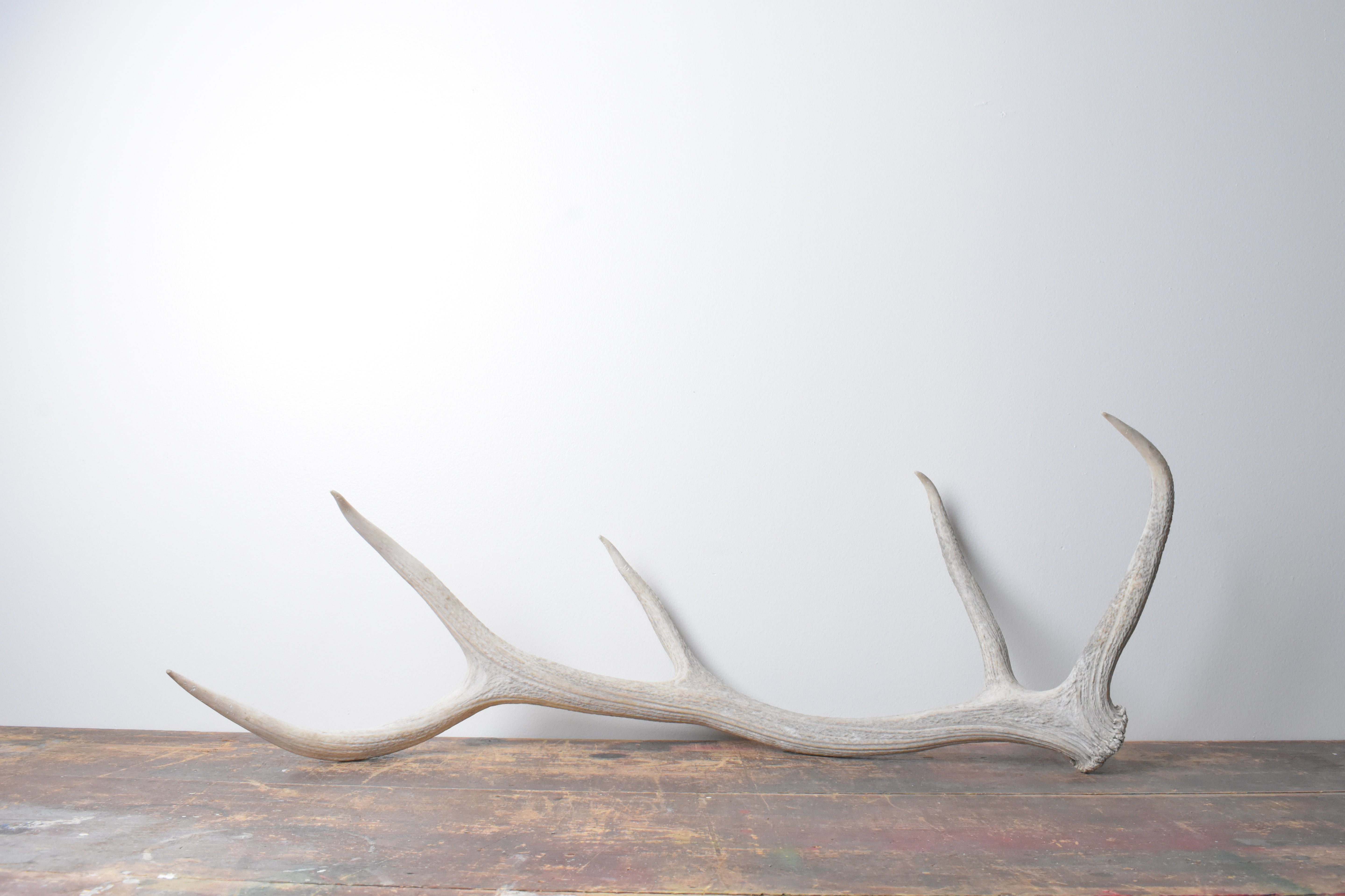 Elk Antler | Medium Size | 69