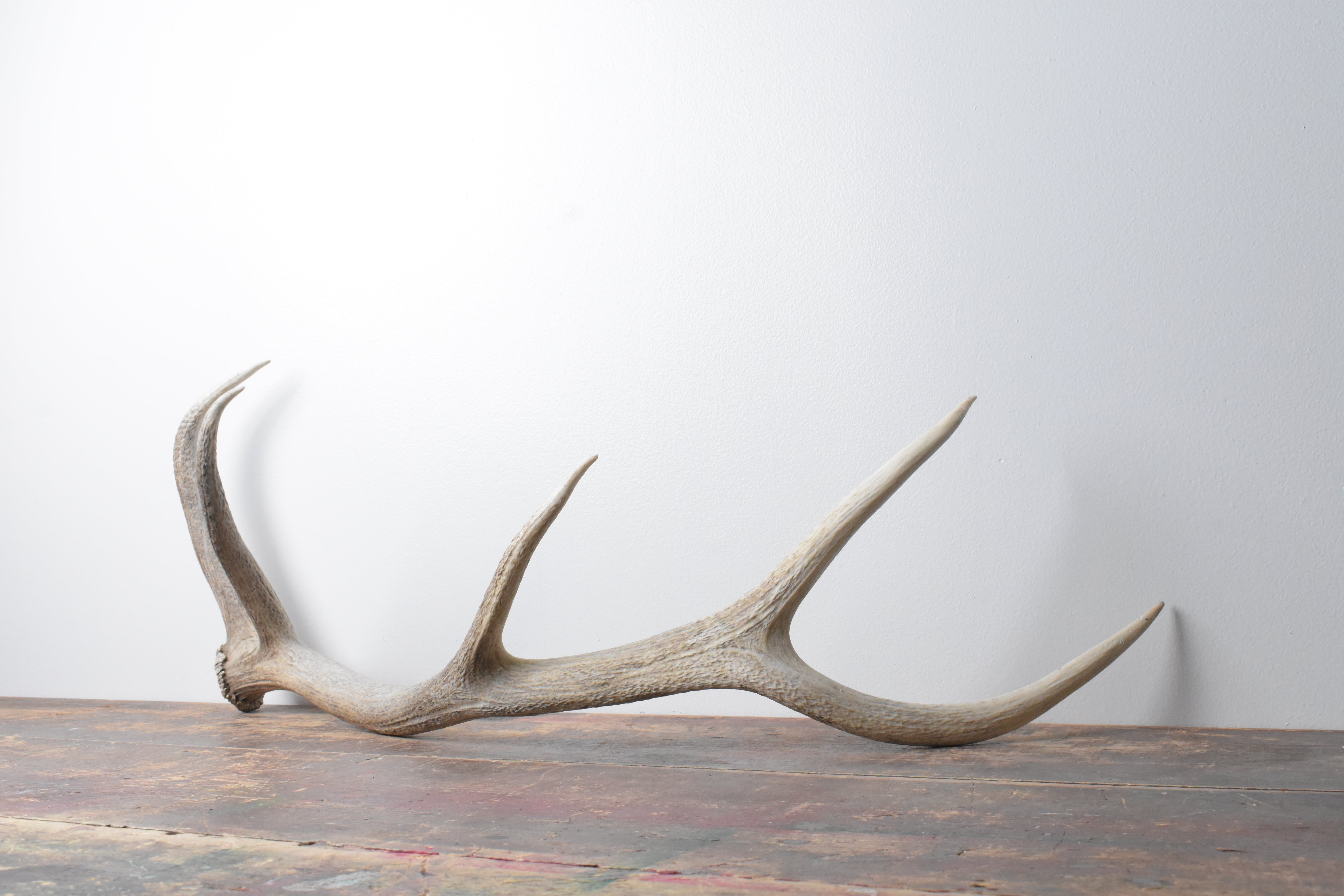 Elk Antler | Medium Size | 69