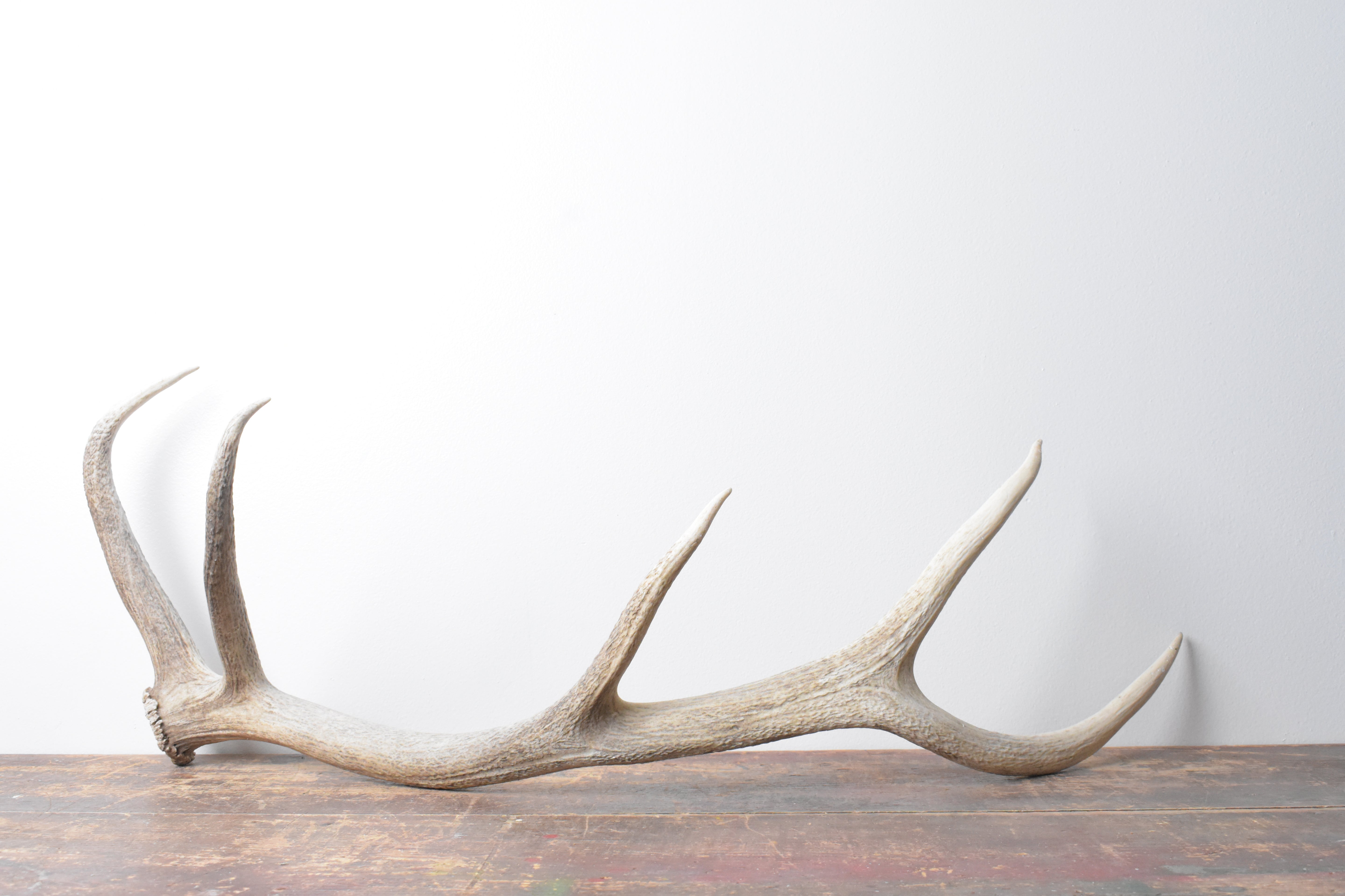 Elk Antler | Medium Size | 69
