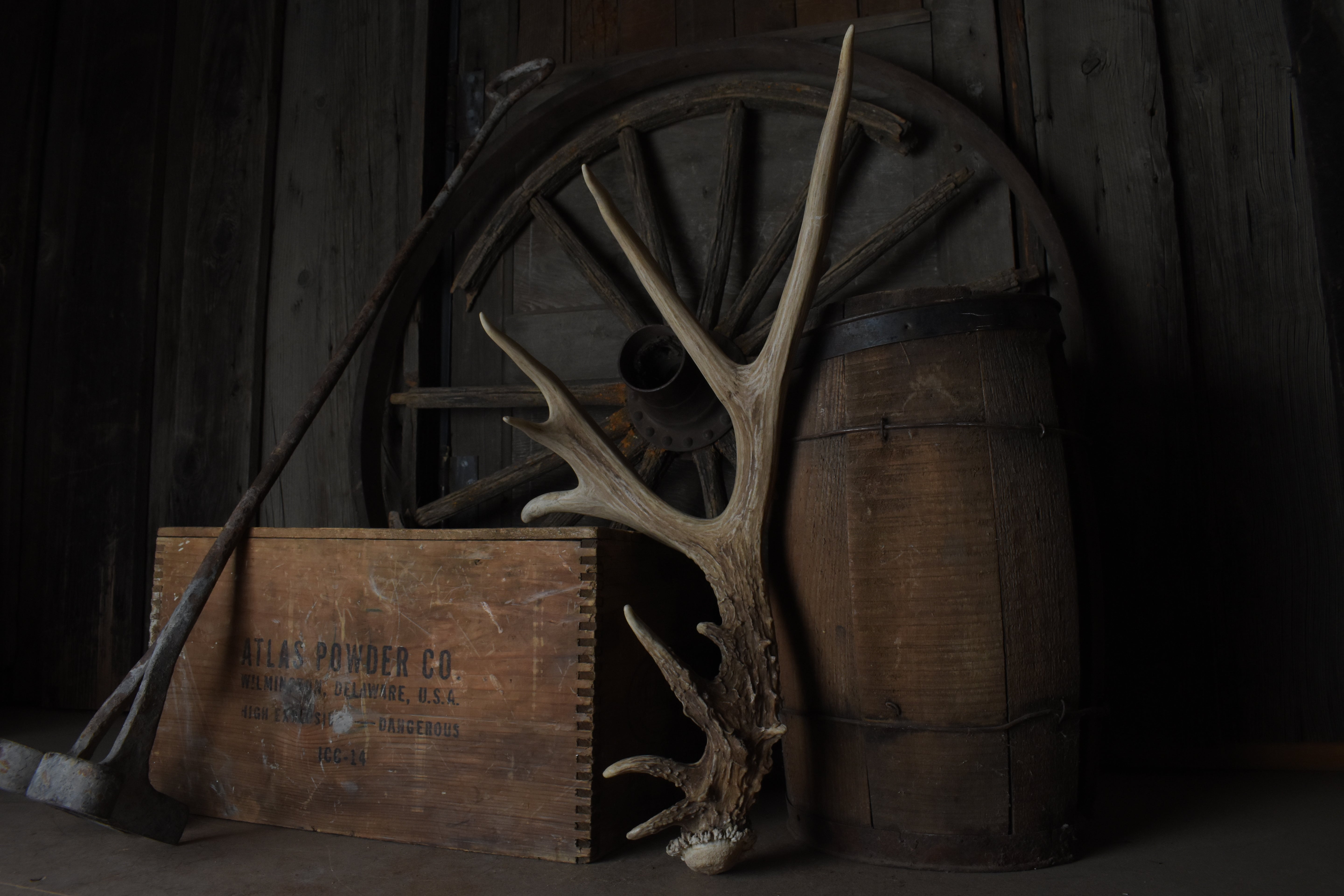 Mule Deer Antler | 54