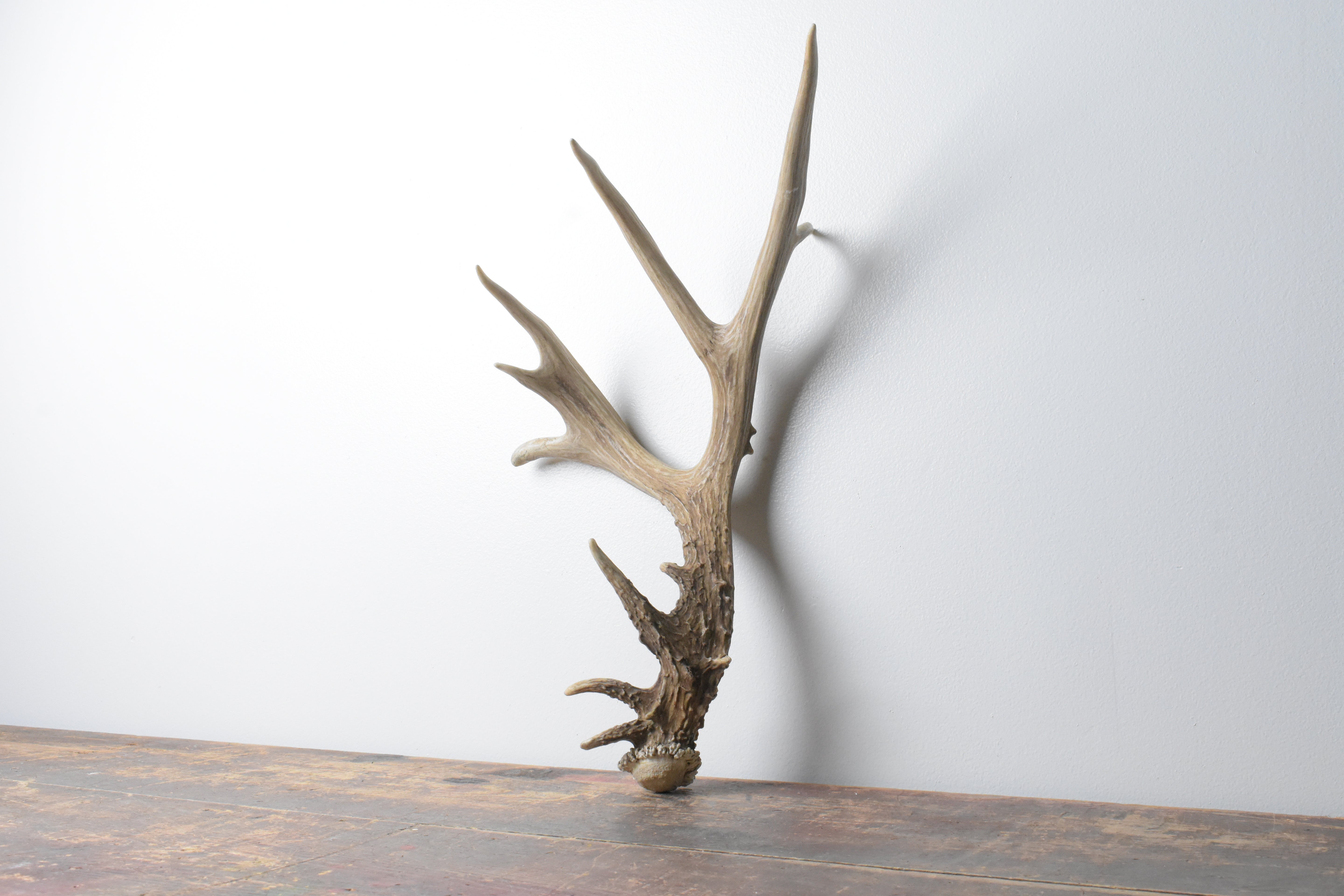 Mule Deer Antler | 54
