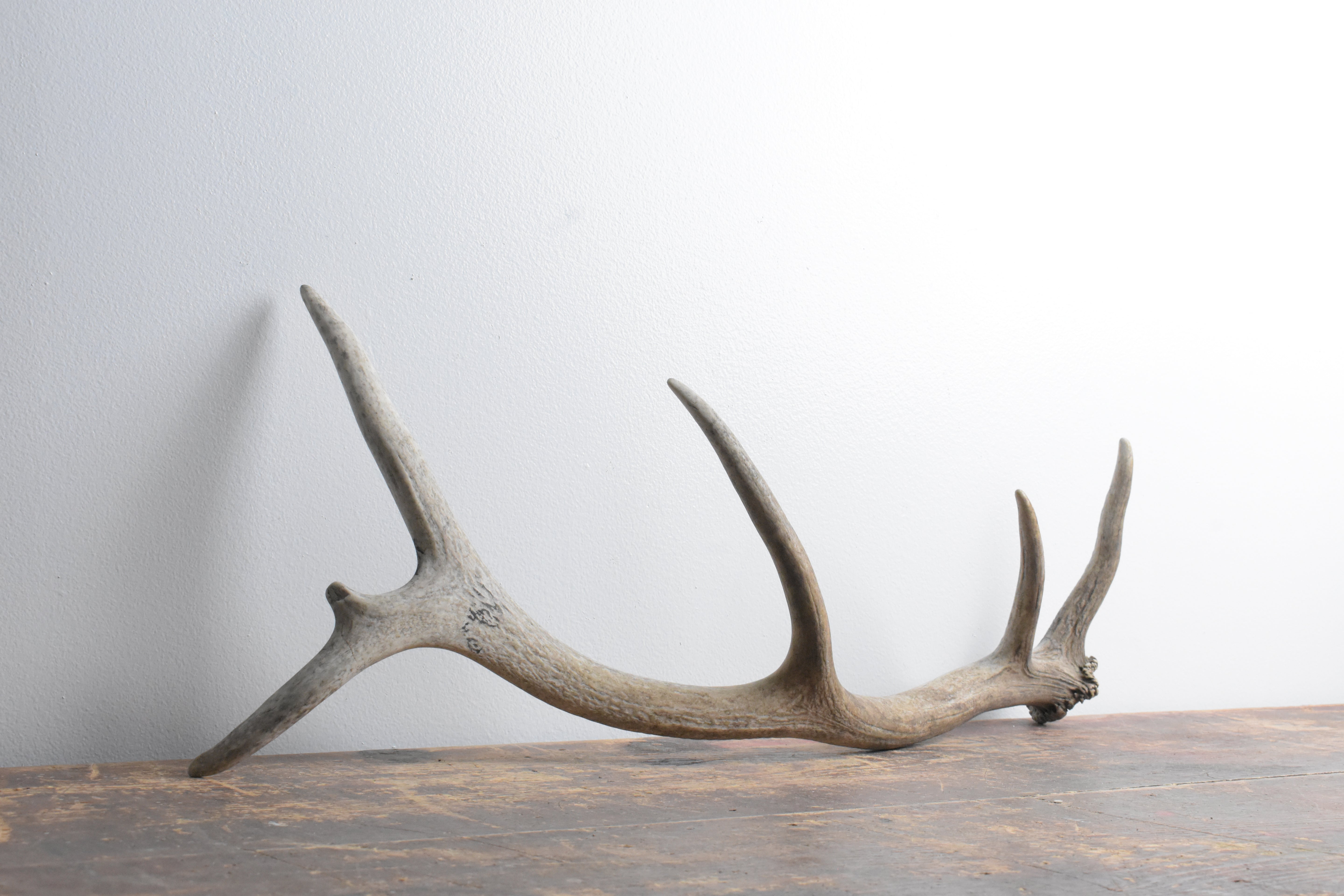 Elk Antler | Small Size | 83