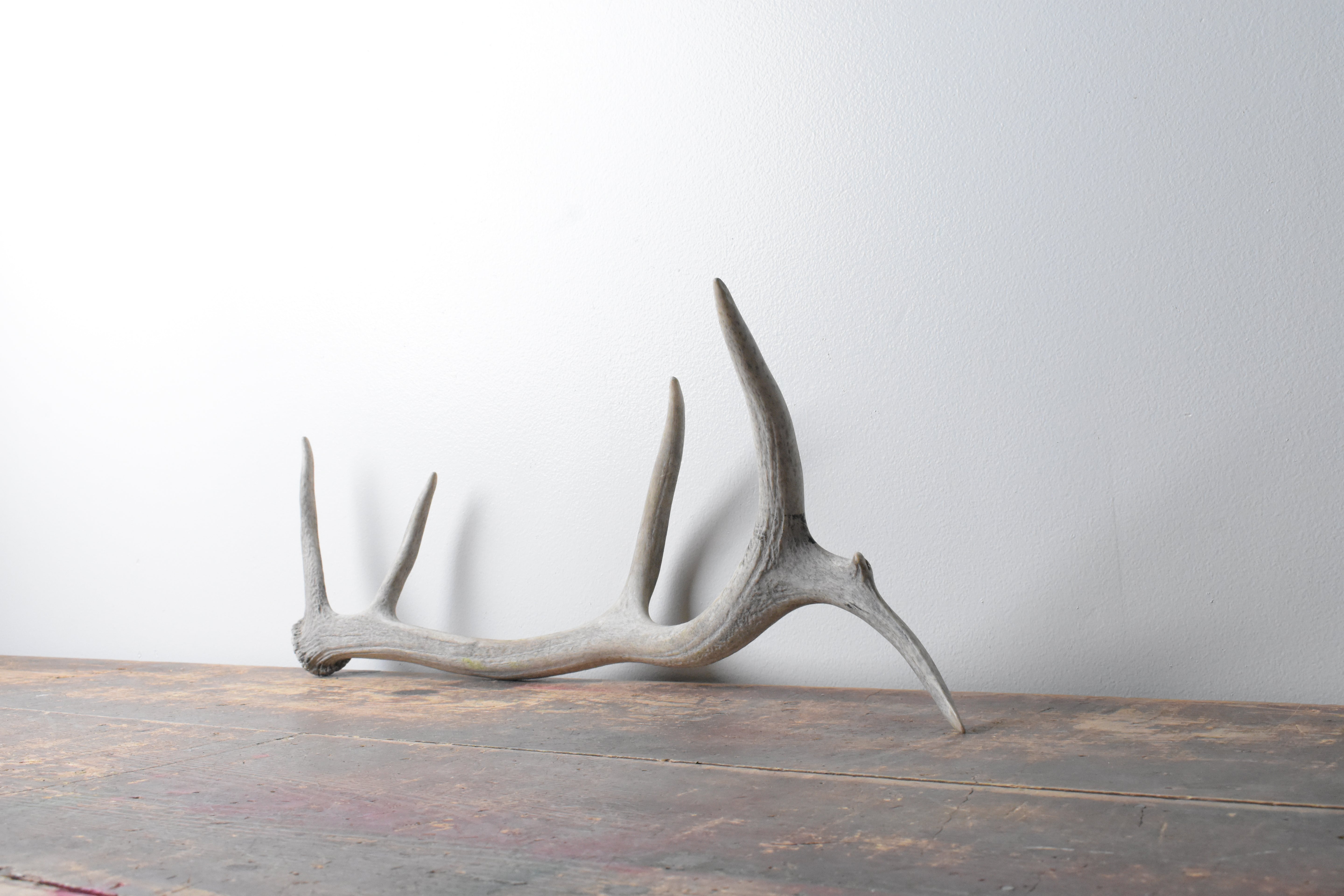 Elk Antler | Small Size | 83