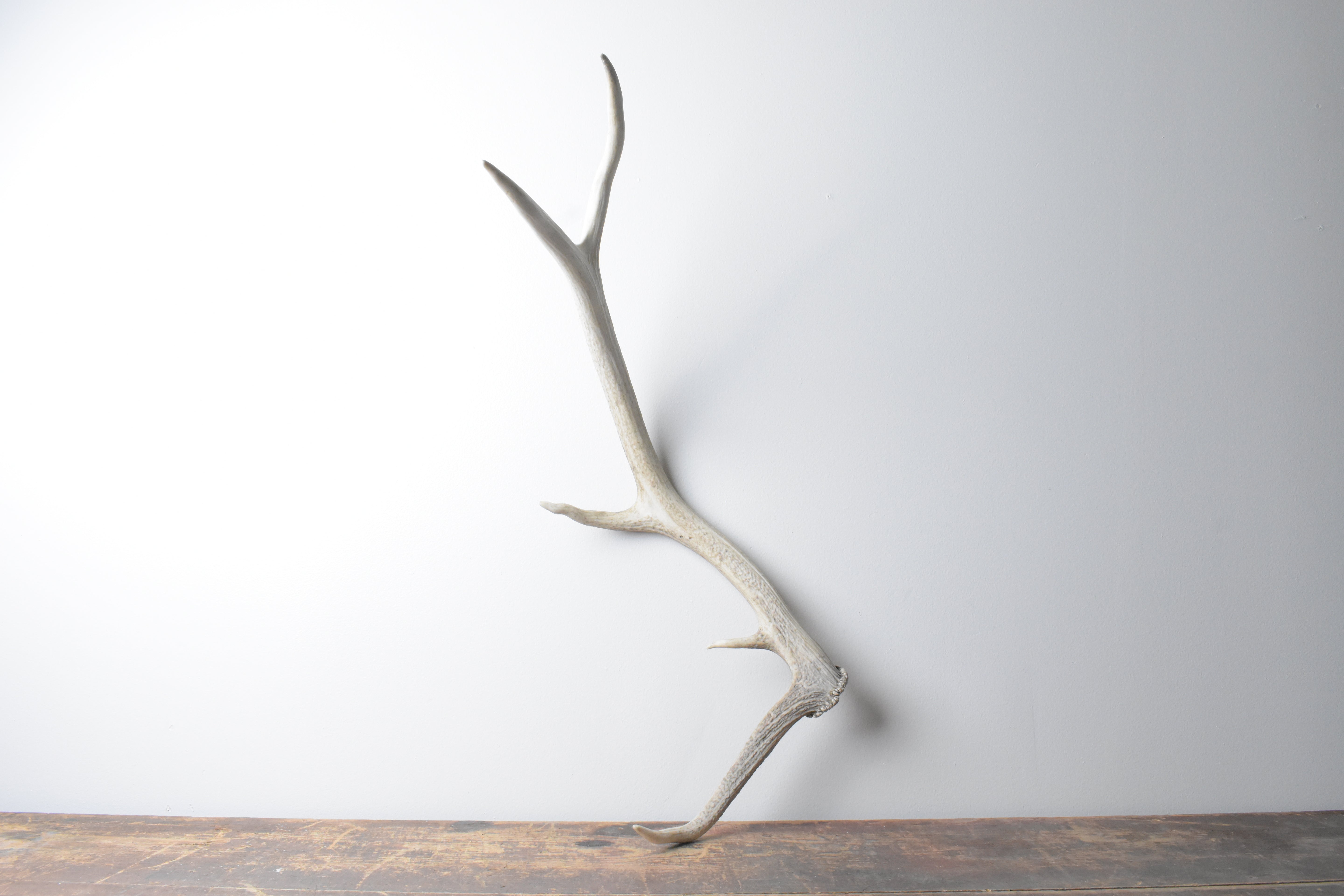 Elk Antler | 65