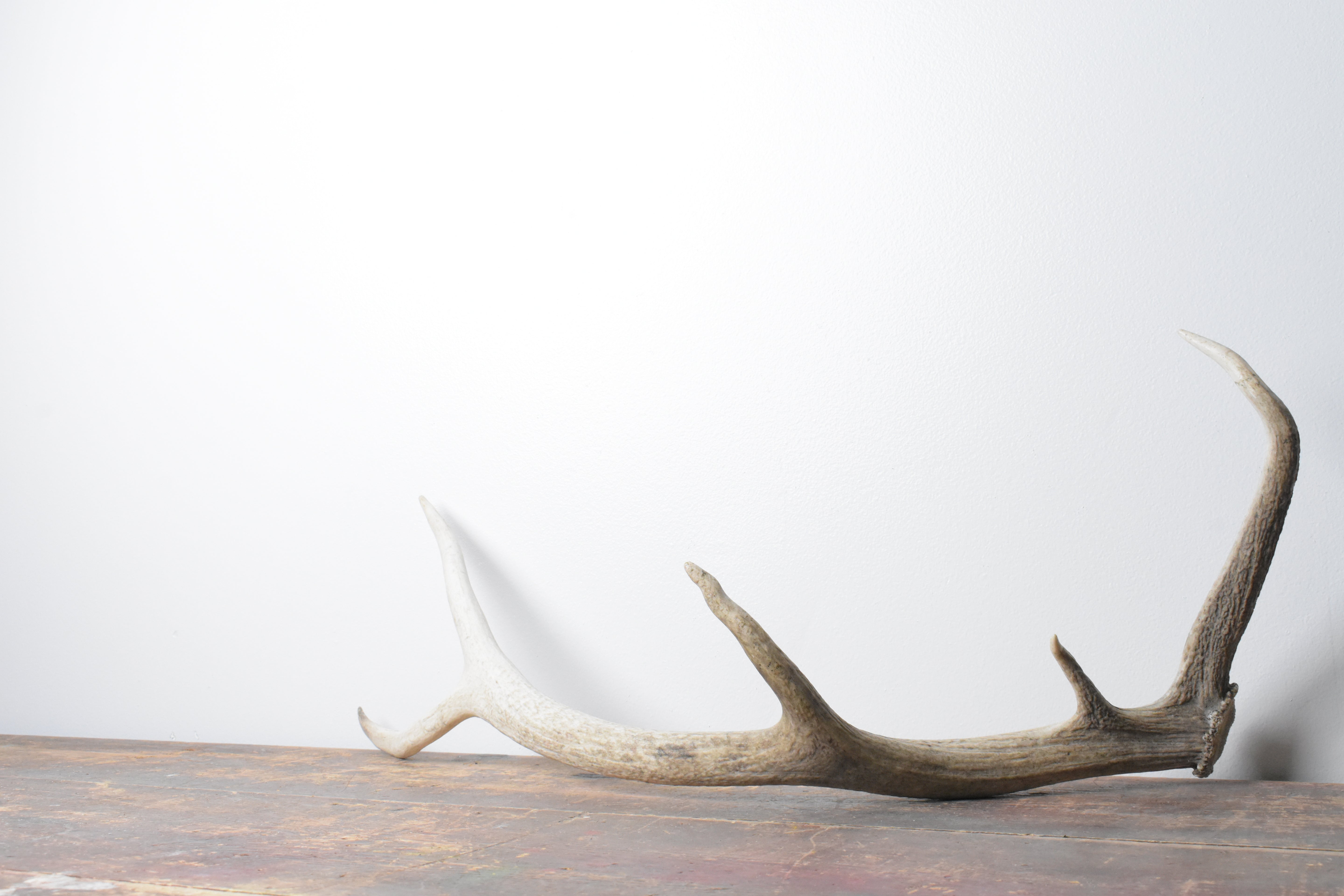 Elk Antler | 65 | SOLD OUT