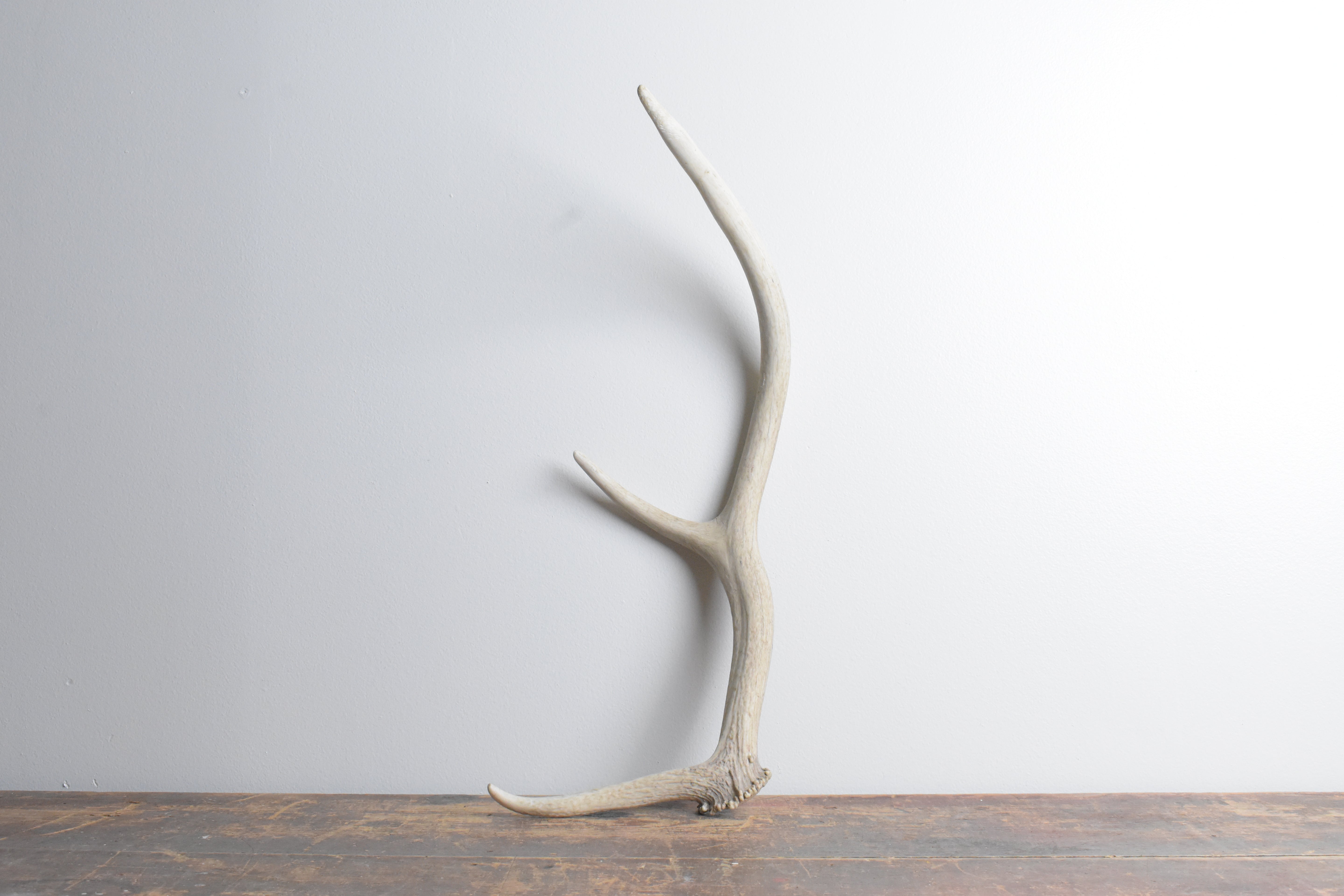 Elk Antler | 66