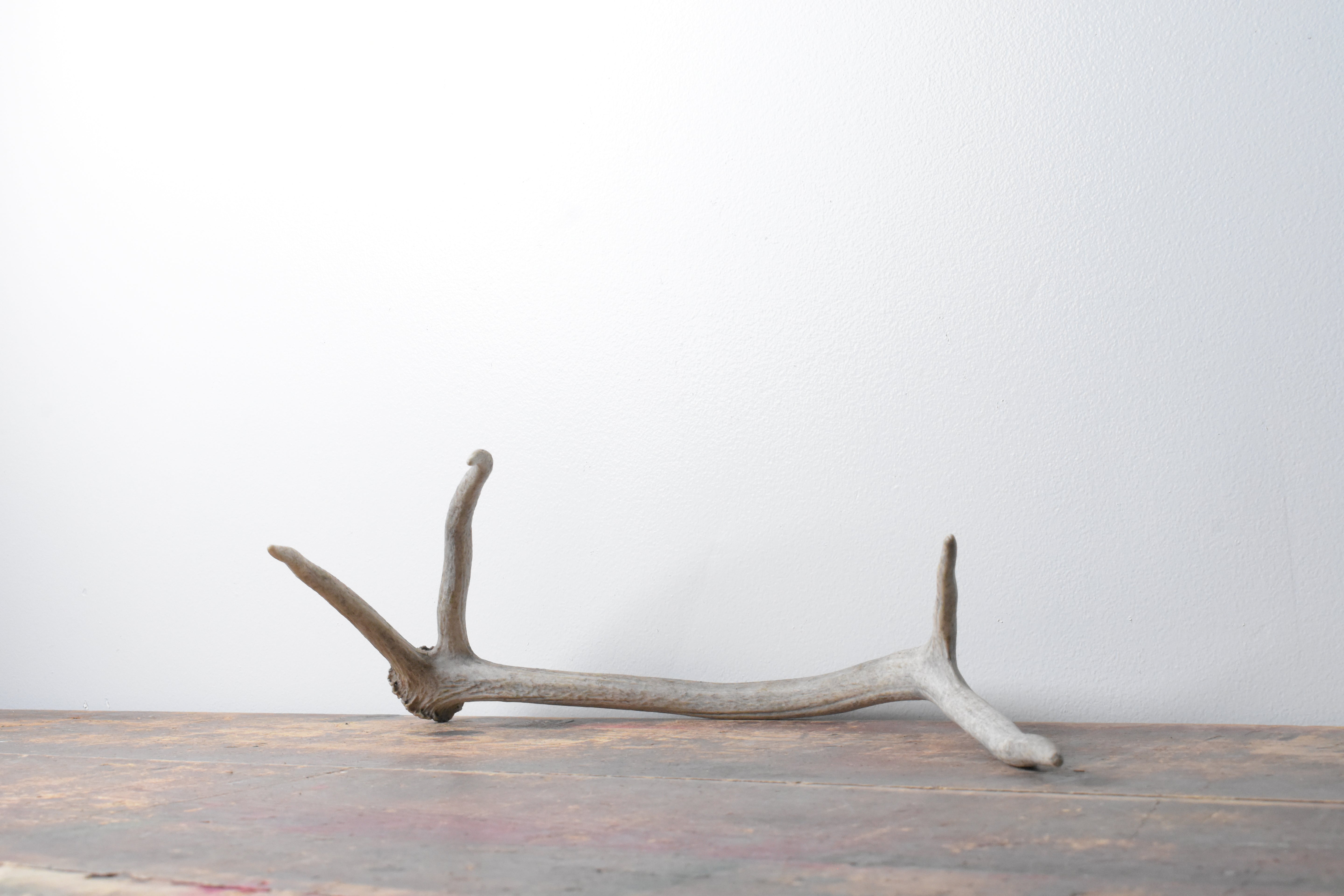 Elk Antler | Small Size | 77