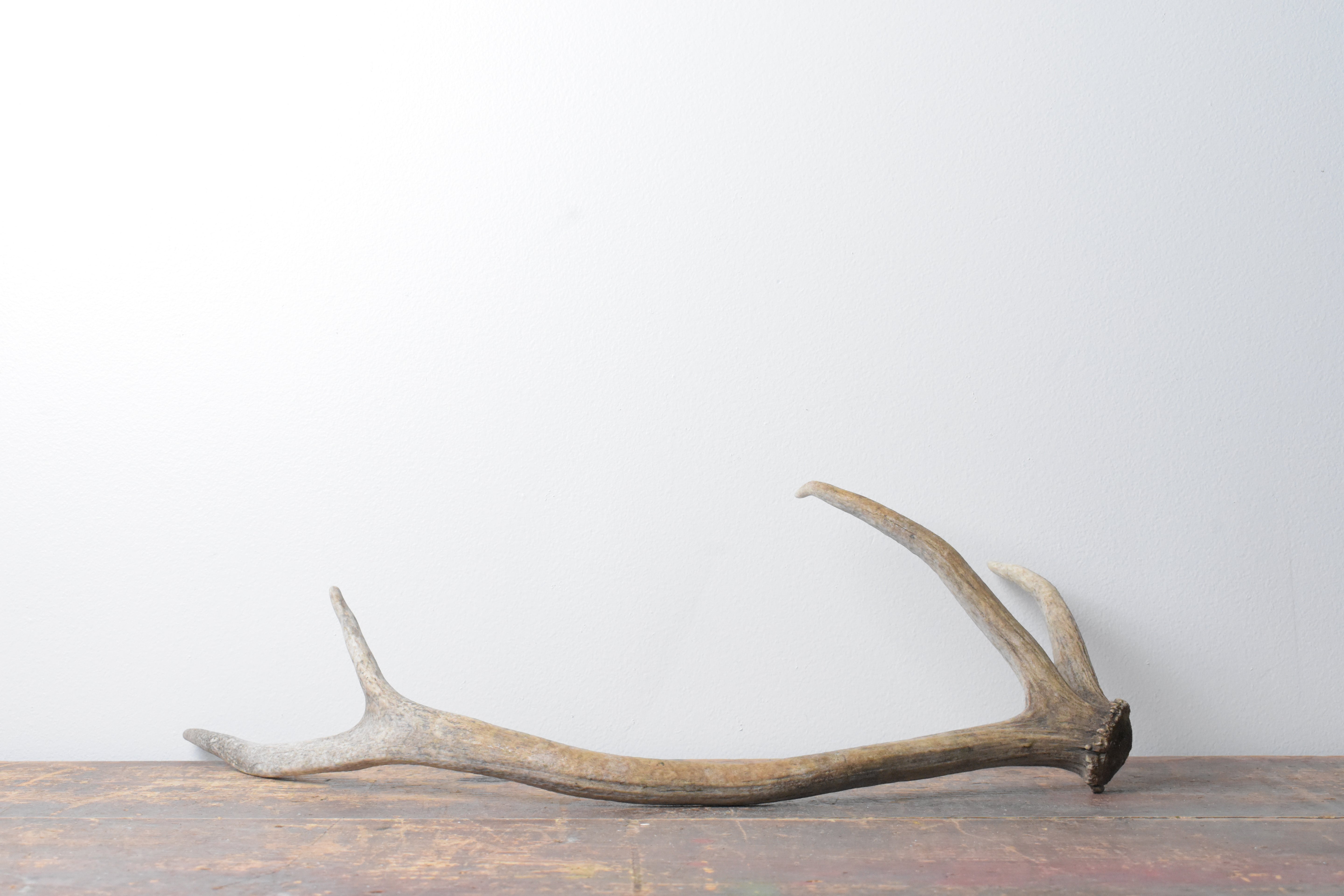 Elk Antler | Small Size | 77