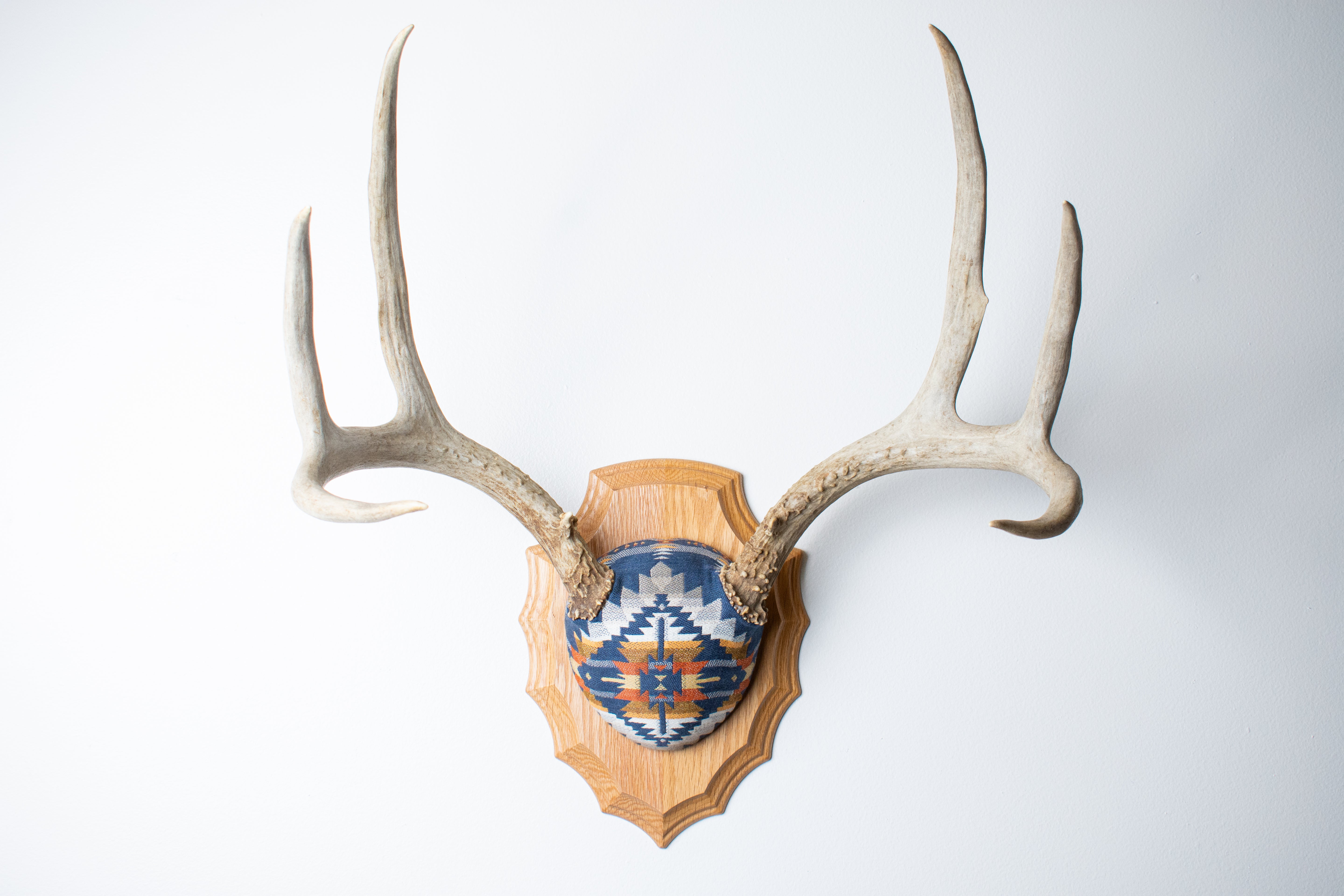 Mule Deer Antler Mount | Indigo | 04