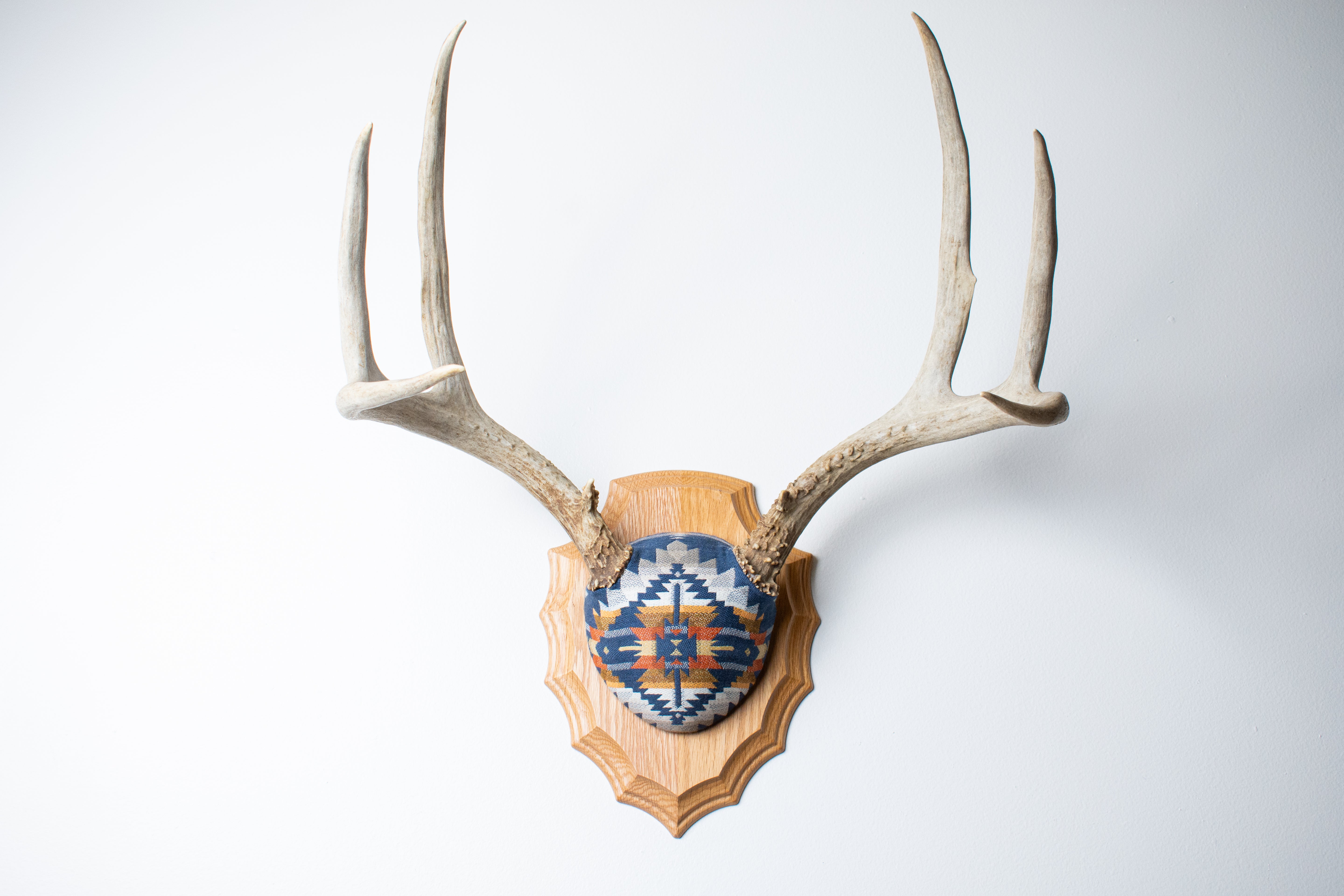 Mule Deer Antler Mount | Indigo | 04