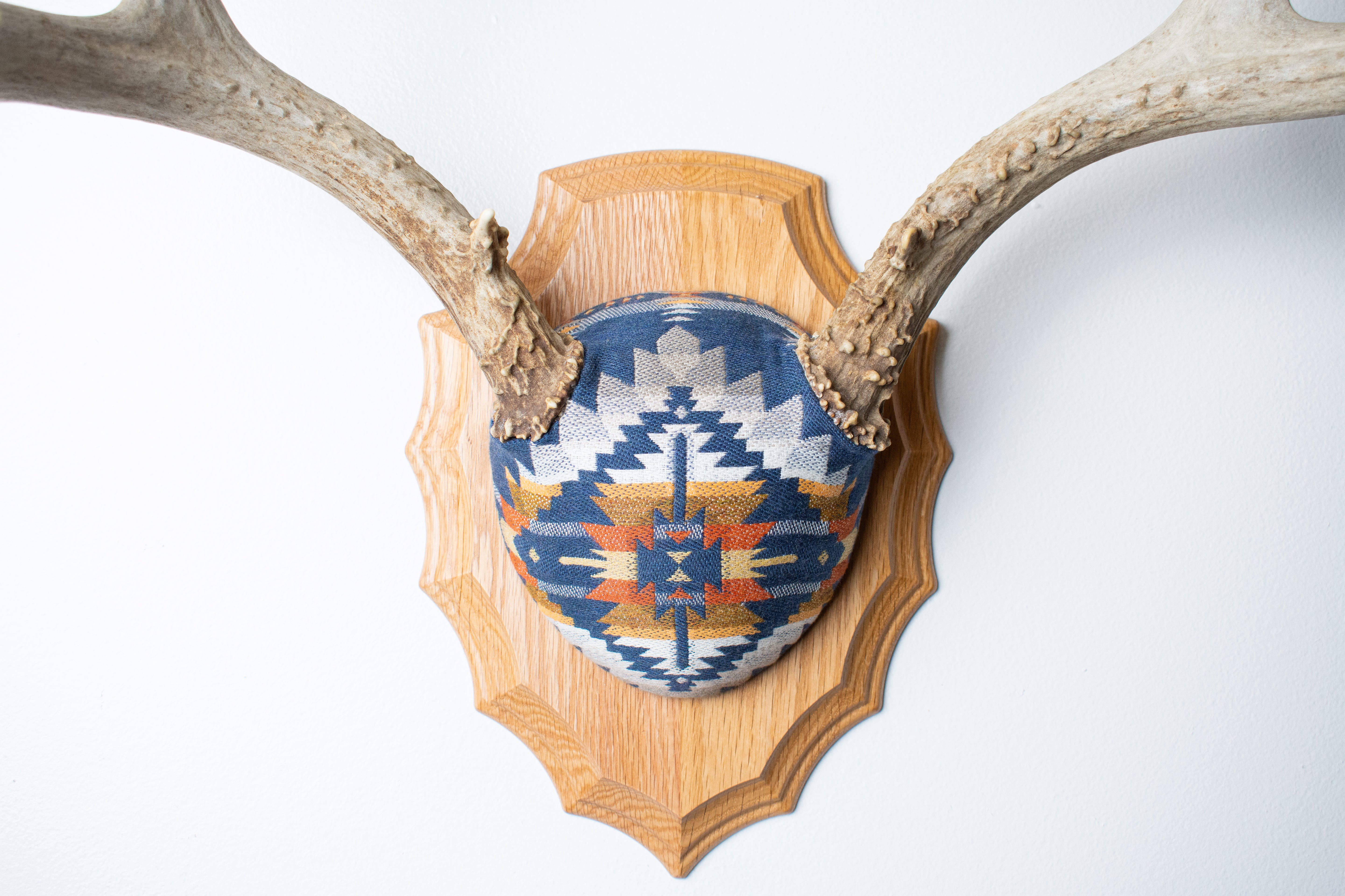 Mule Deer Antler Mount | Indigo | 04