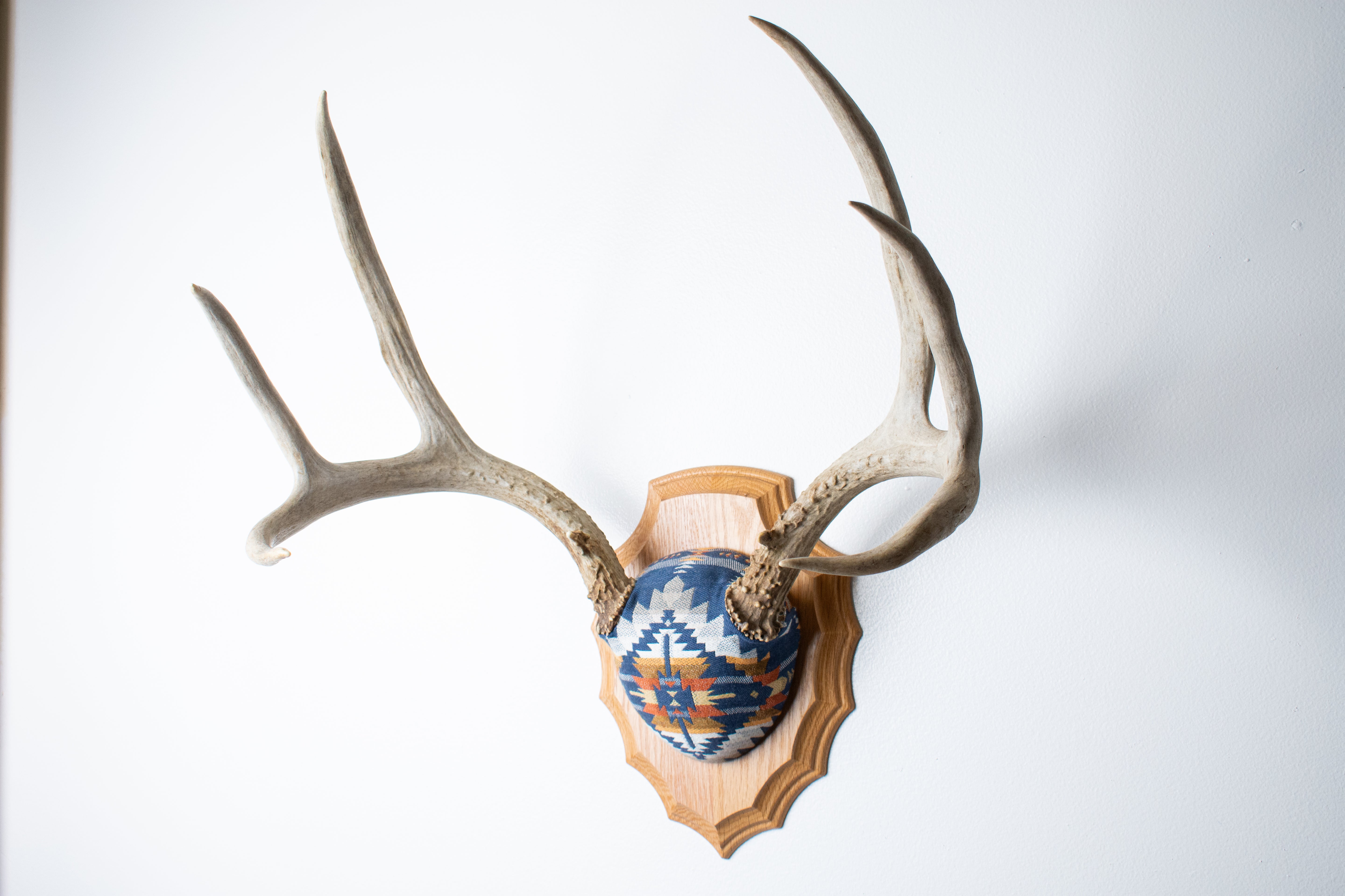Mule Deer Antler Mount | Indigo | 04