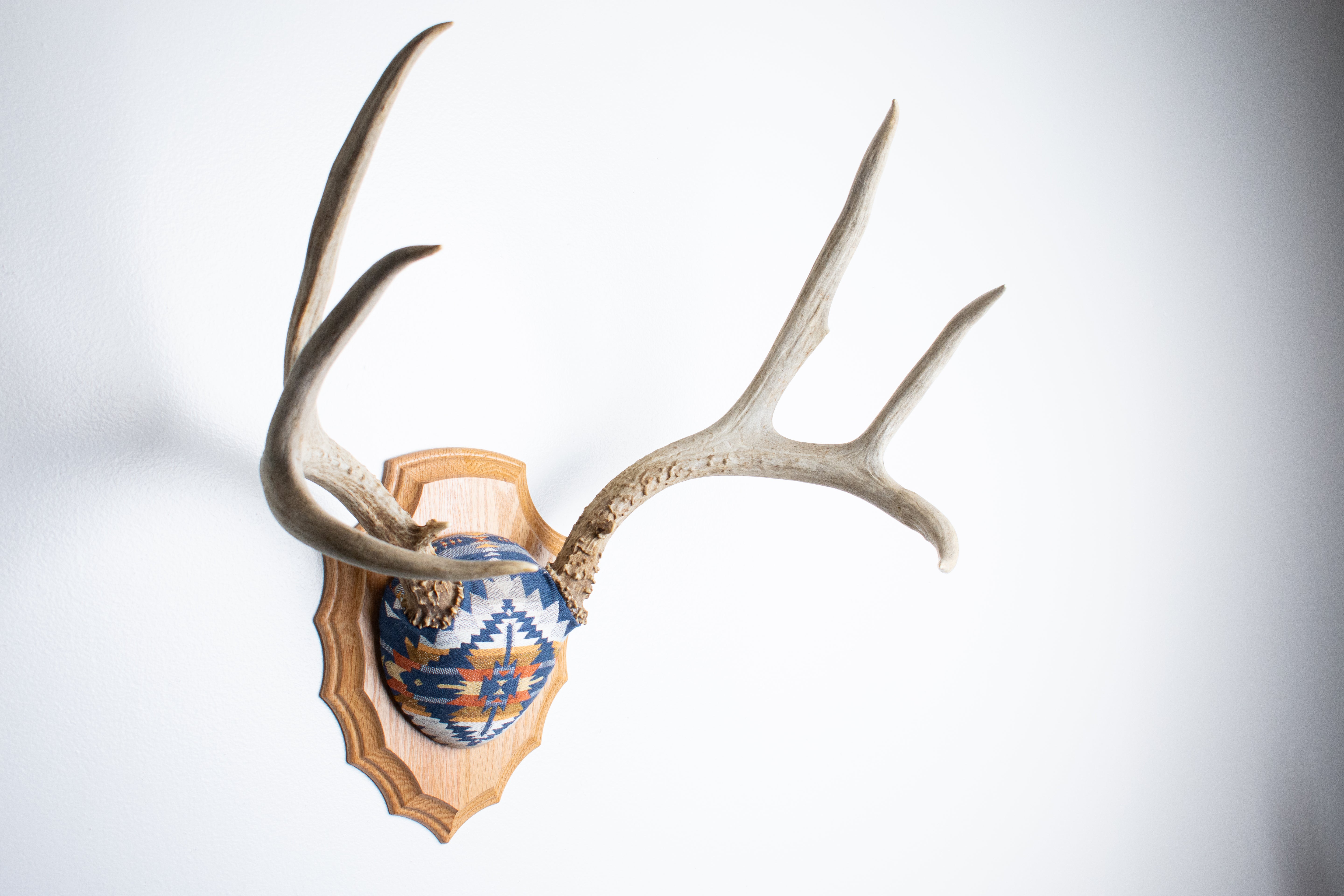 Mule Deer Antler Mount | Indigo | 04