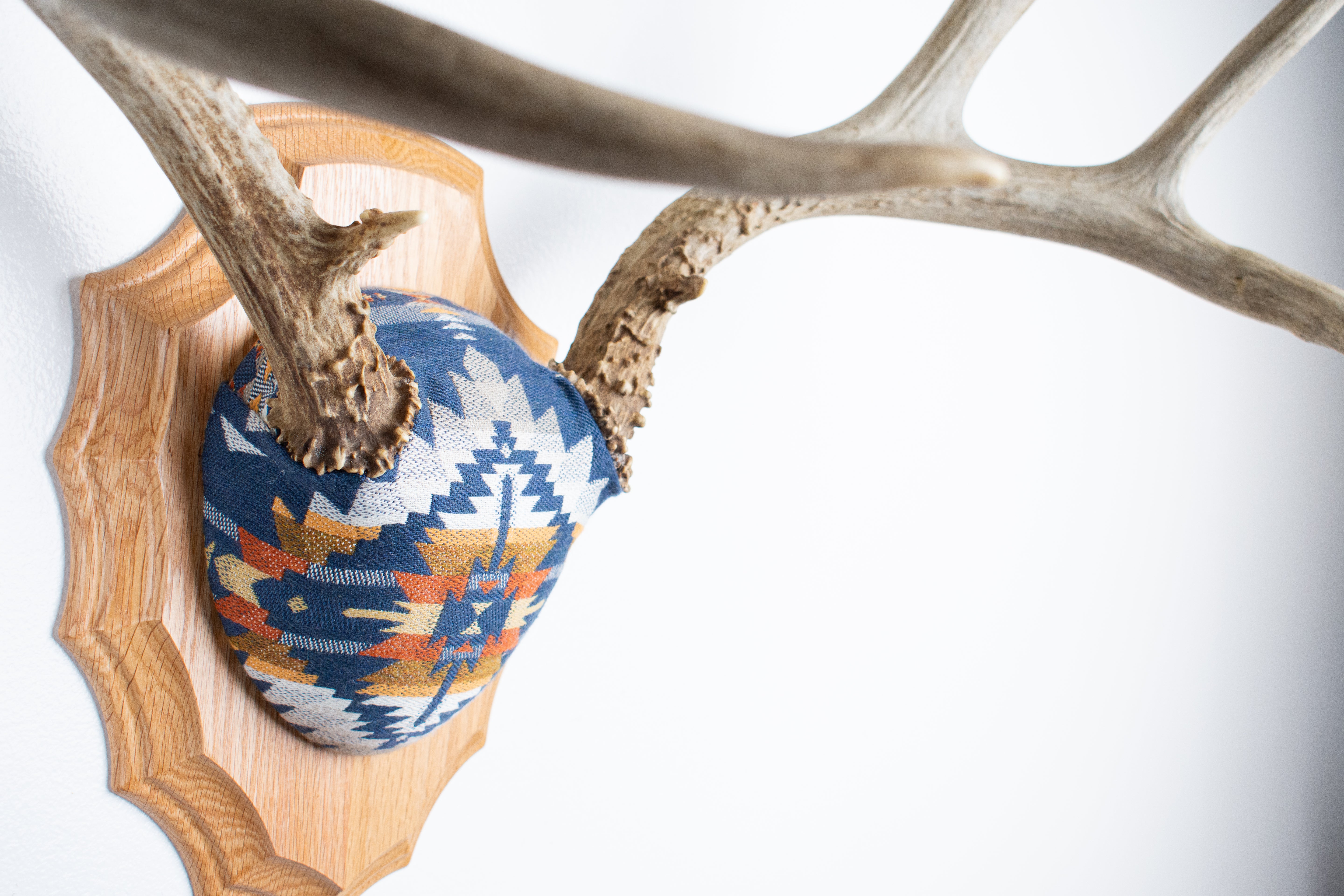 Mule Deer Antler Mount | Indigo | 04