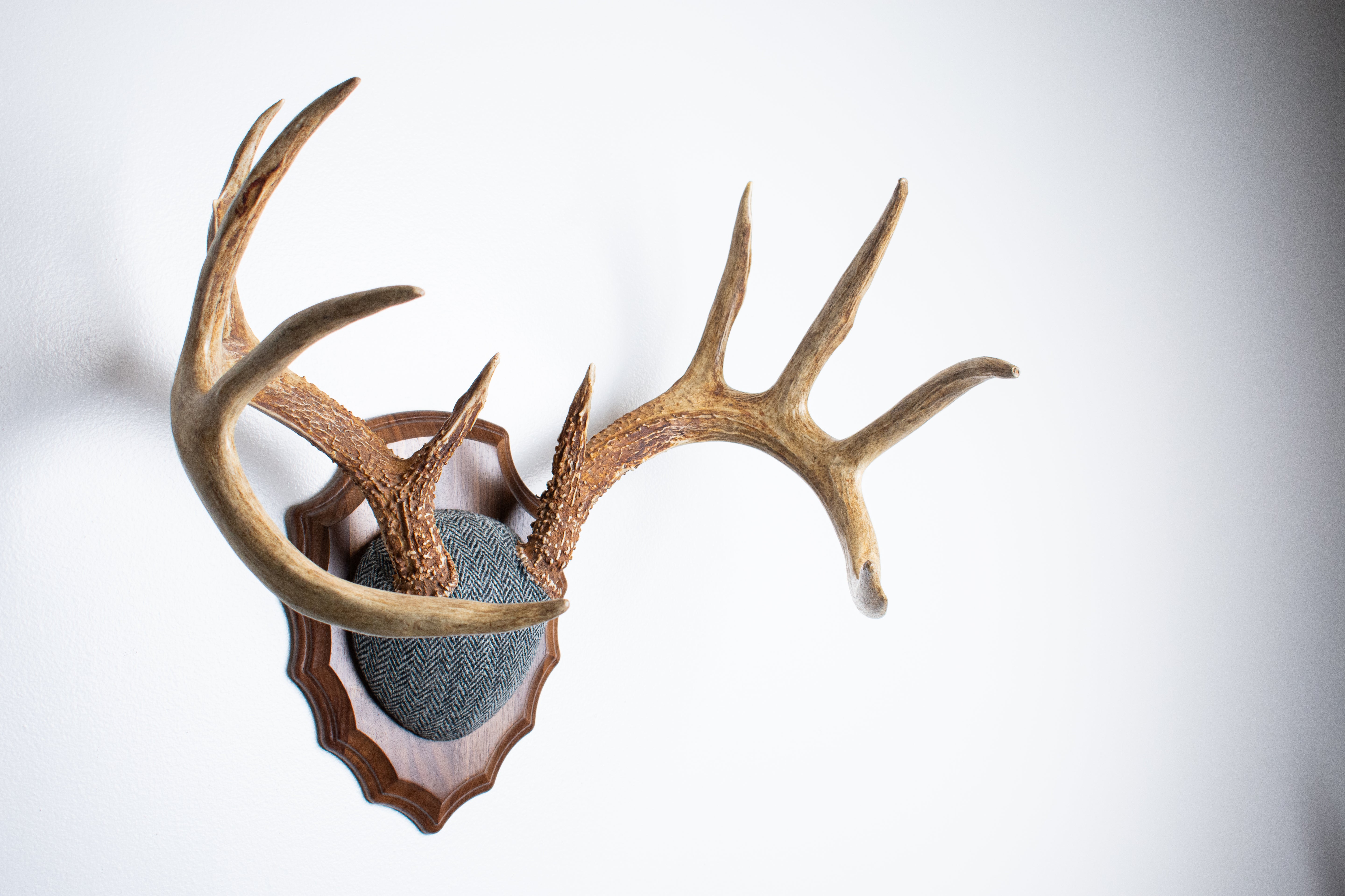 Whitetail Antler Mount | Grey & Black Herringbone | 14