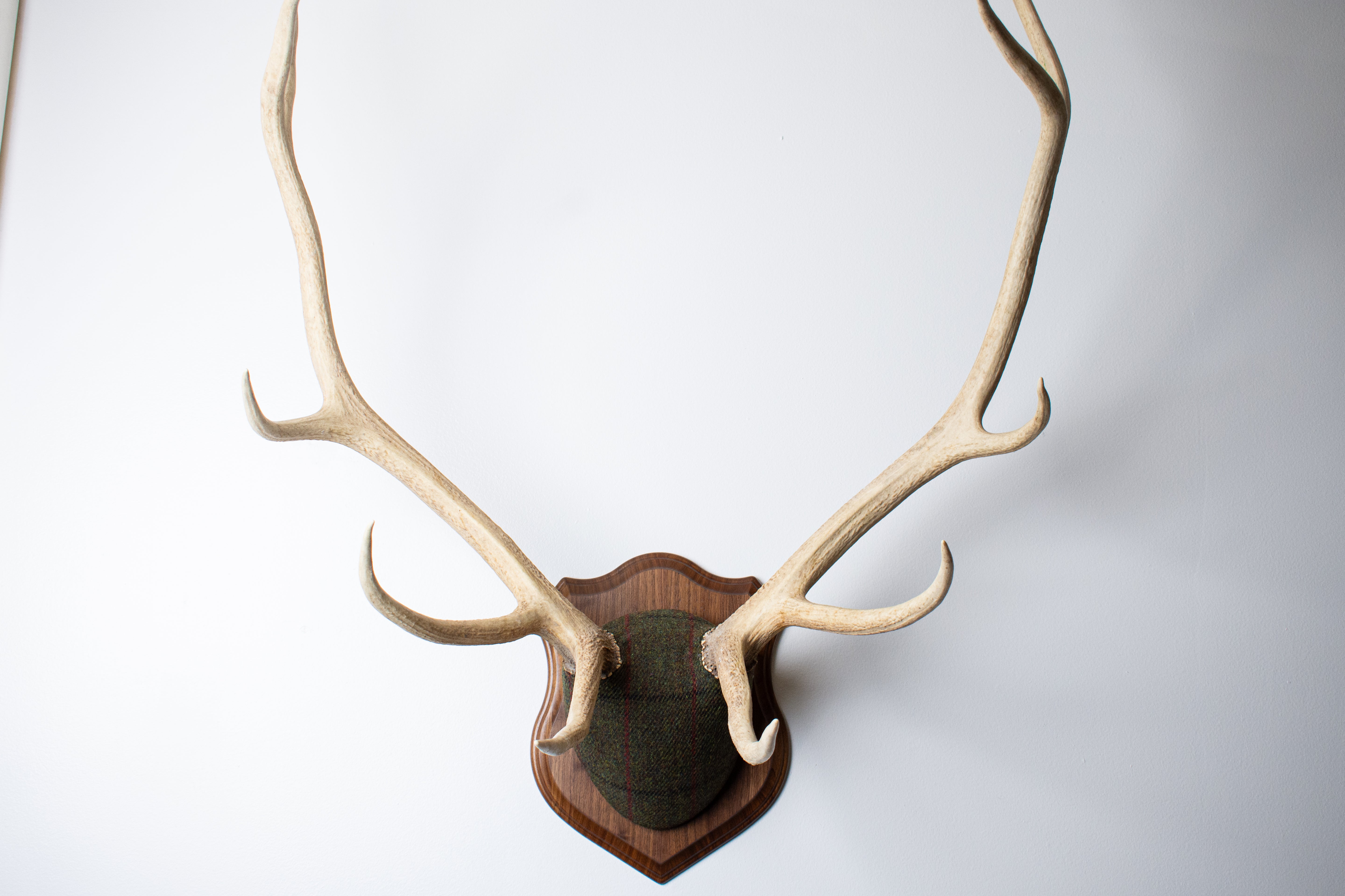 Elk Antler Mount | Green, Black and Red Overcheck | 16