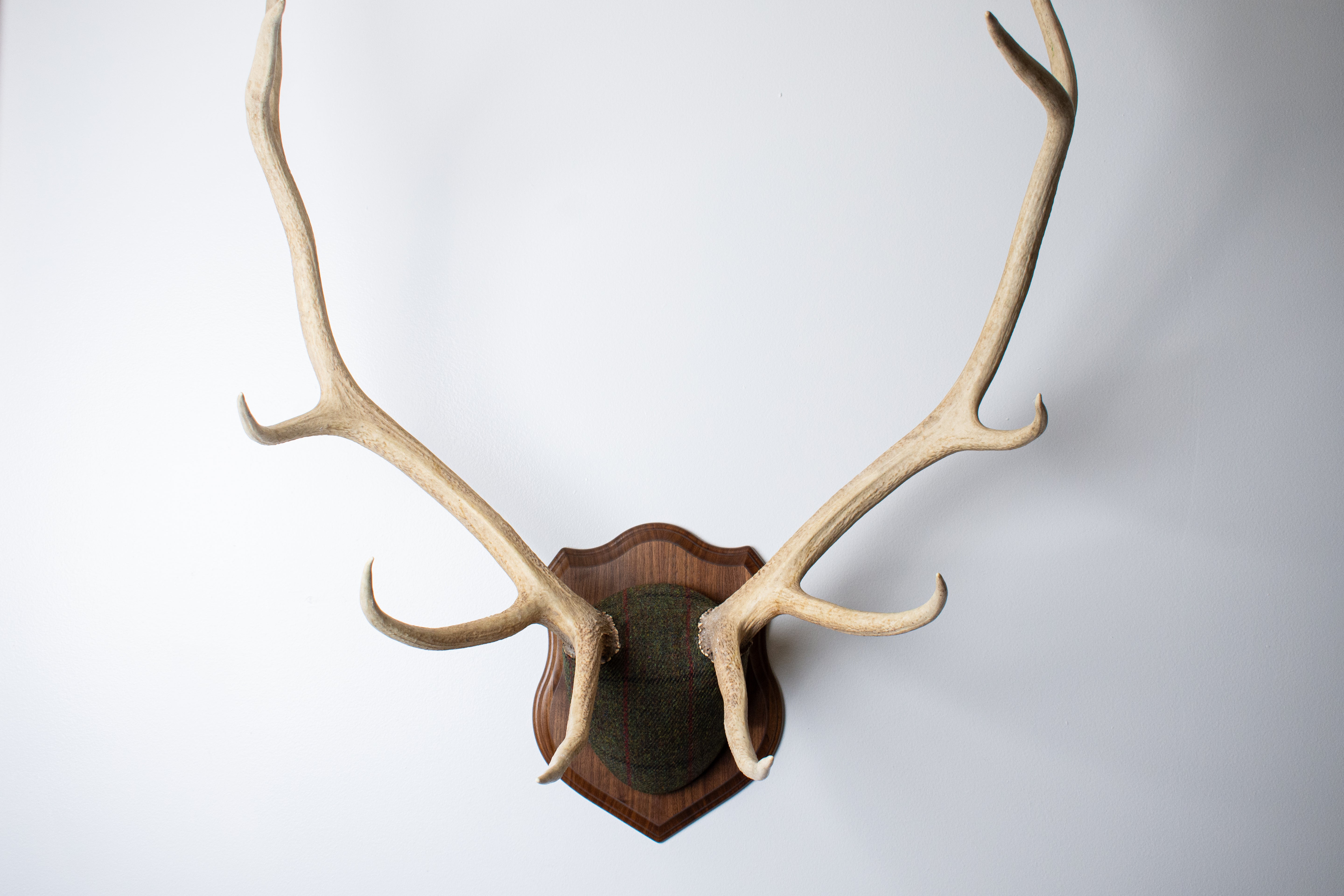 Elk Antler Mount | Green, Black and Red Overcheck | 16