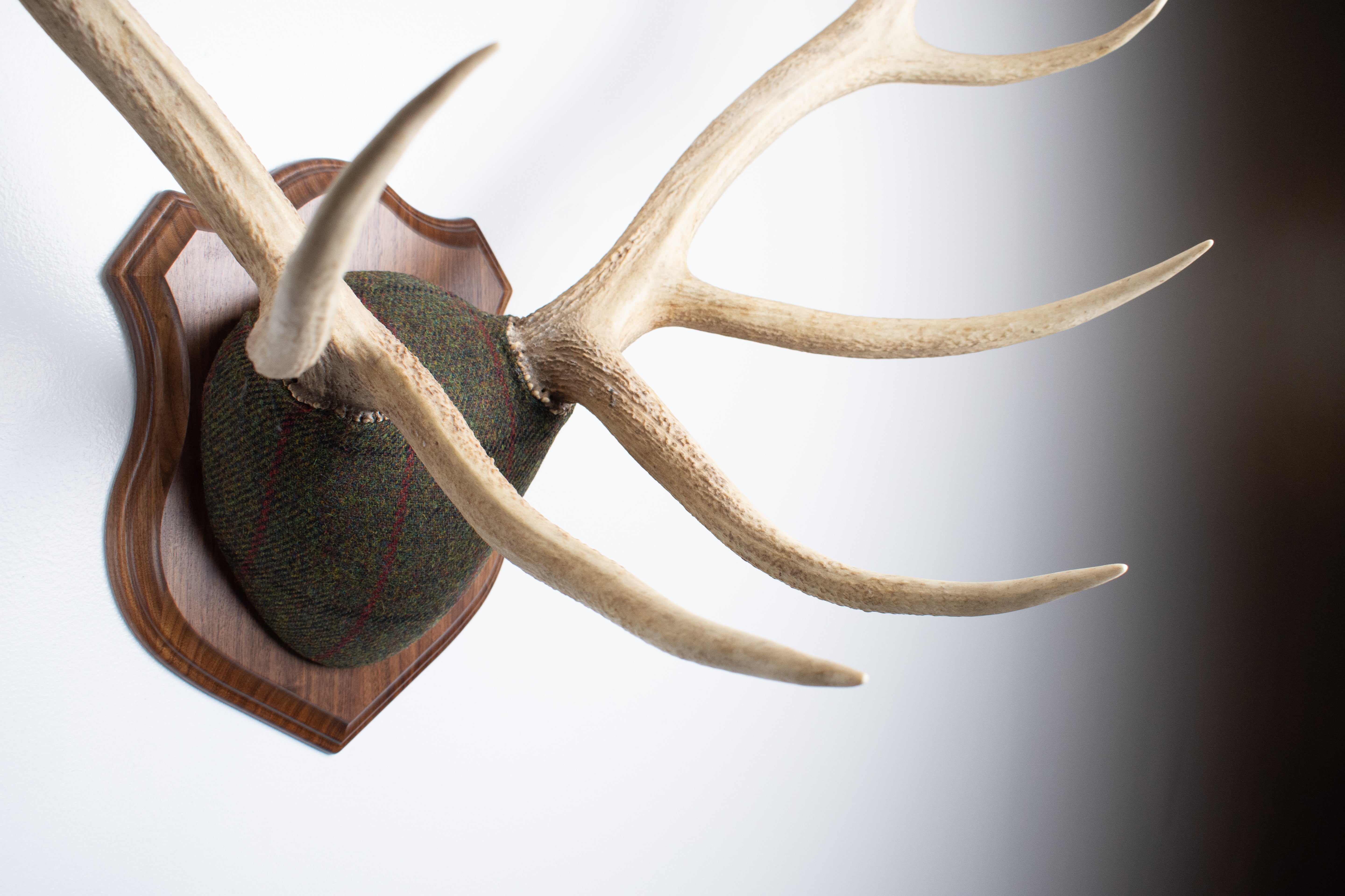 Elk Antler Mount | Green, Black and Red Overcheck | 16