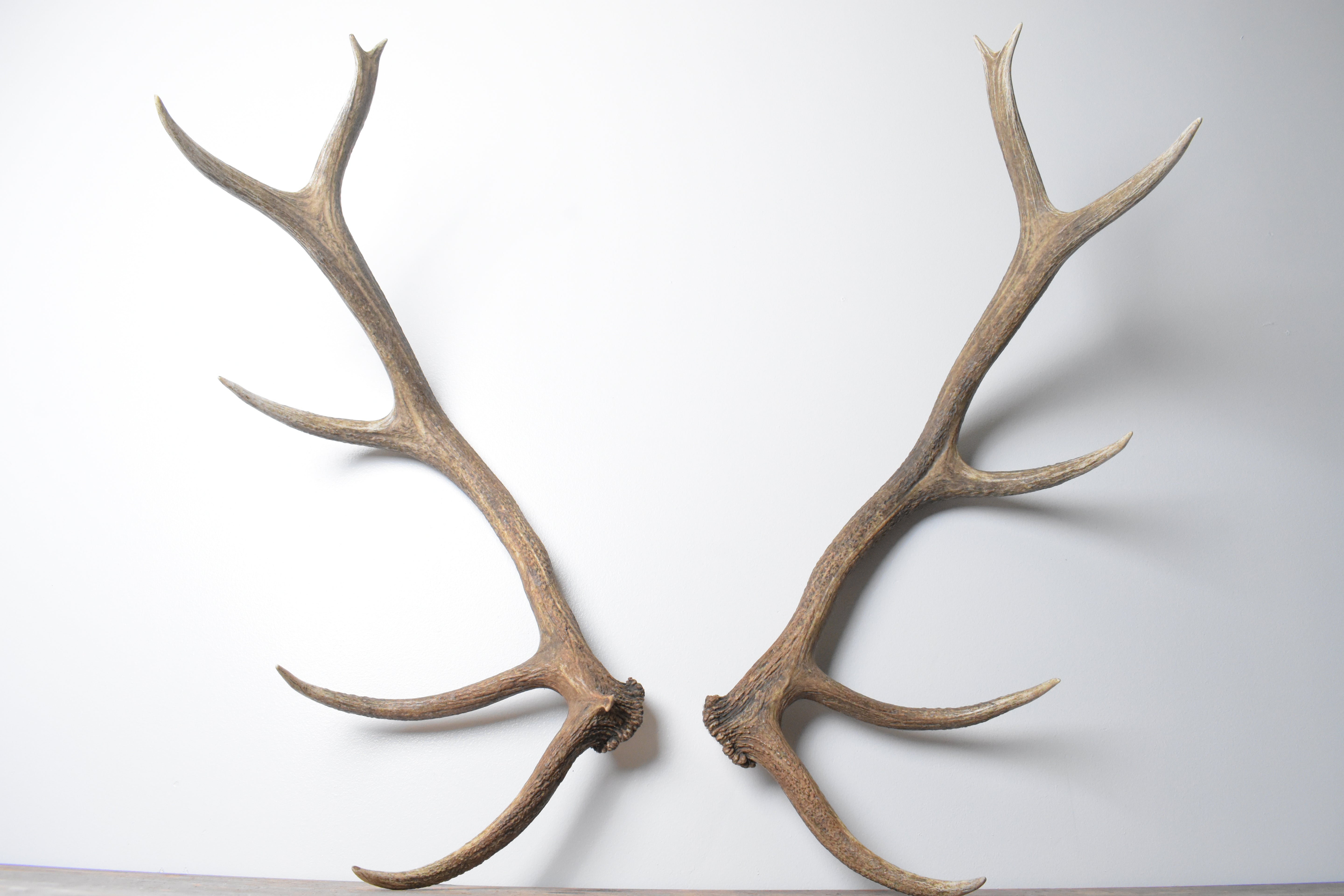 Elk Antler Set | 97