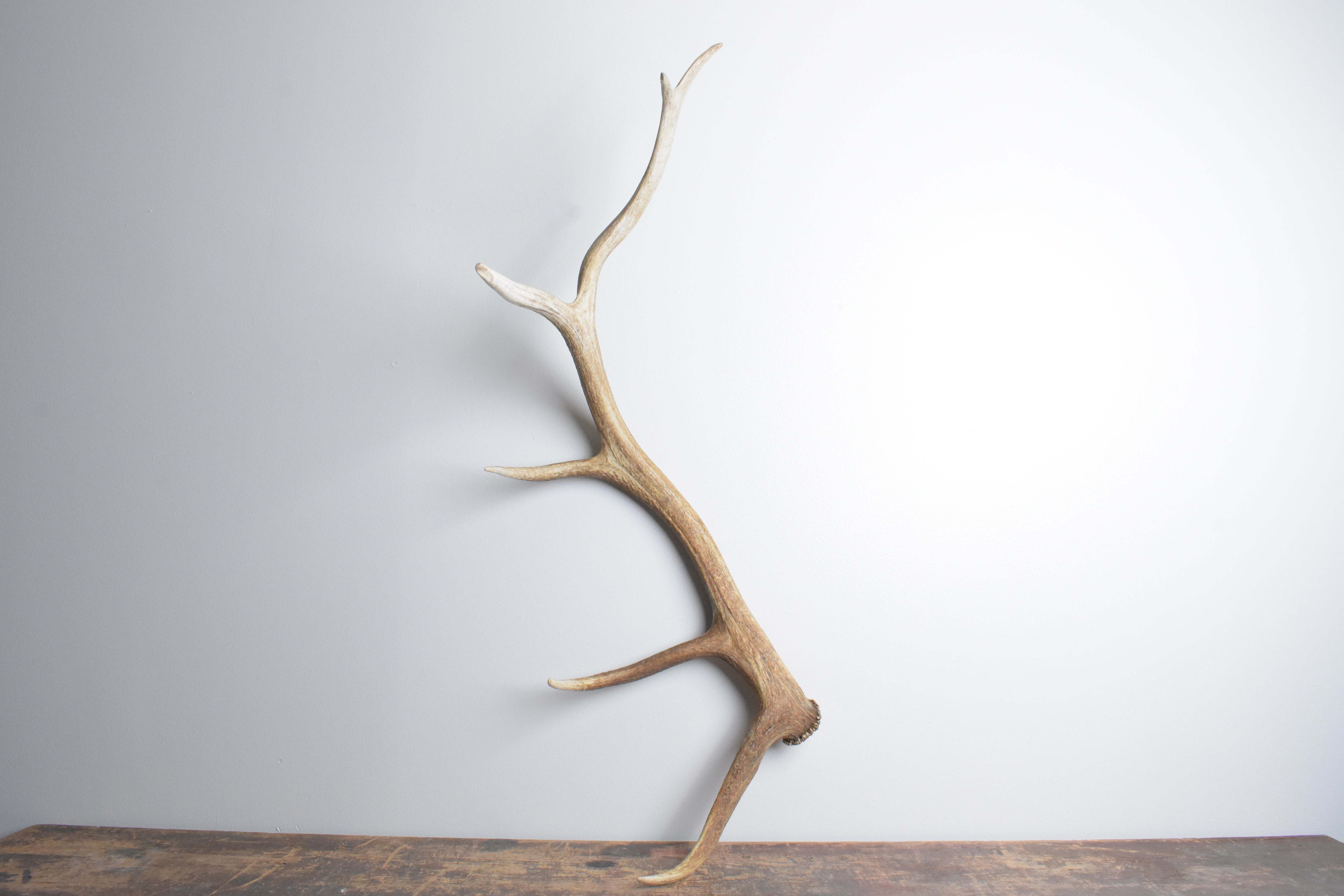 Elk Antler | Large Size | 98