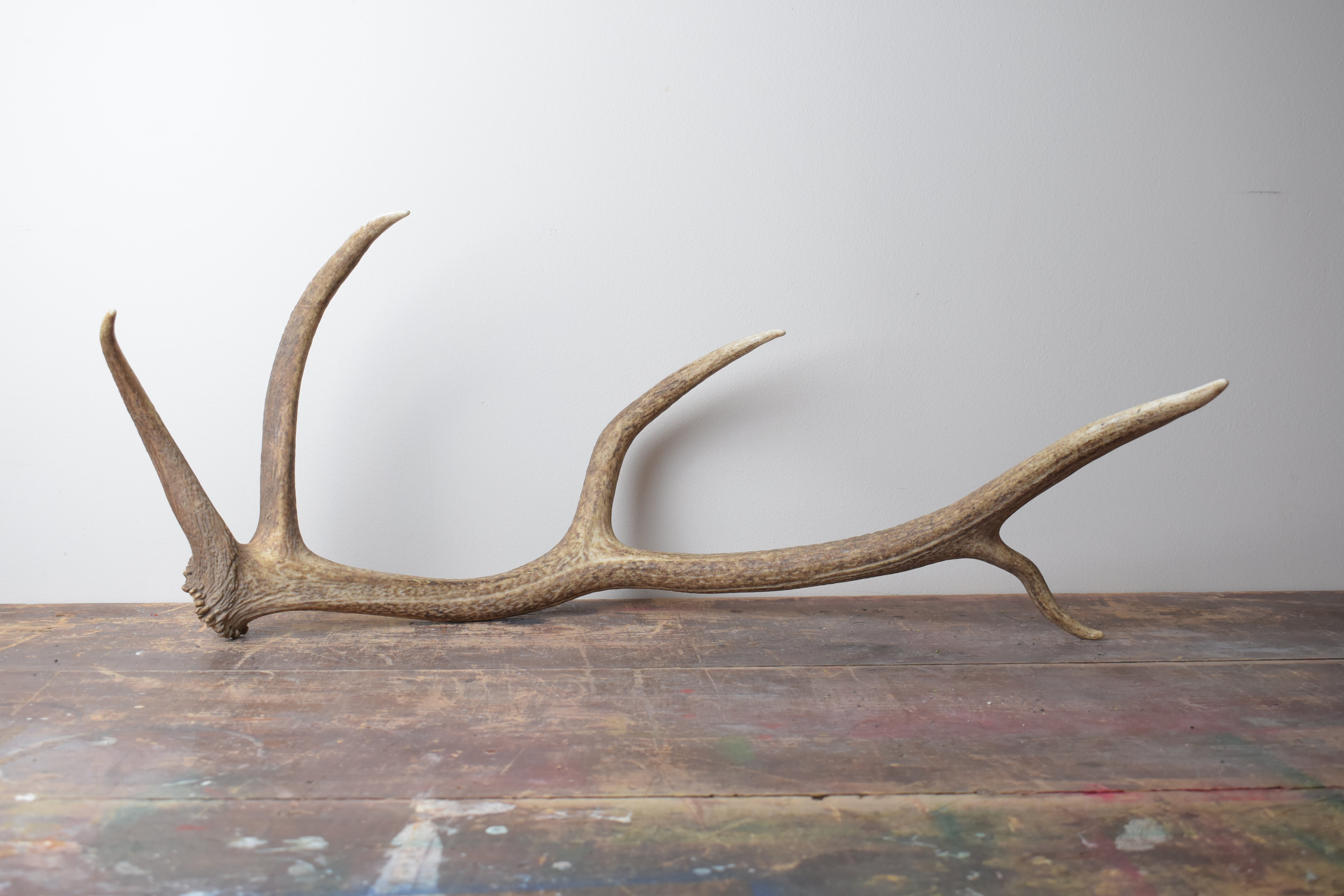 Elk Antler | 35
