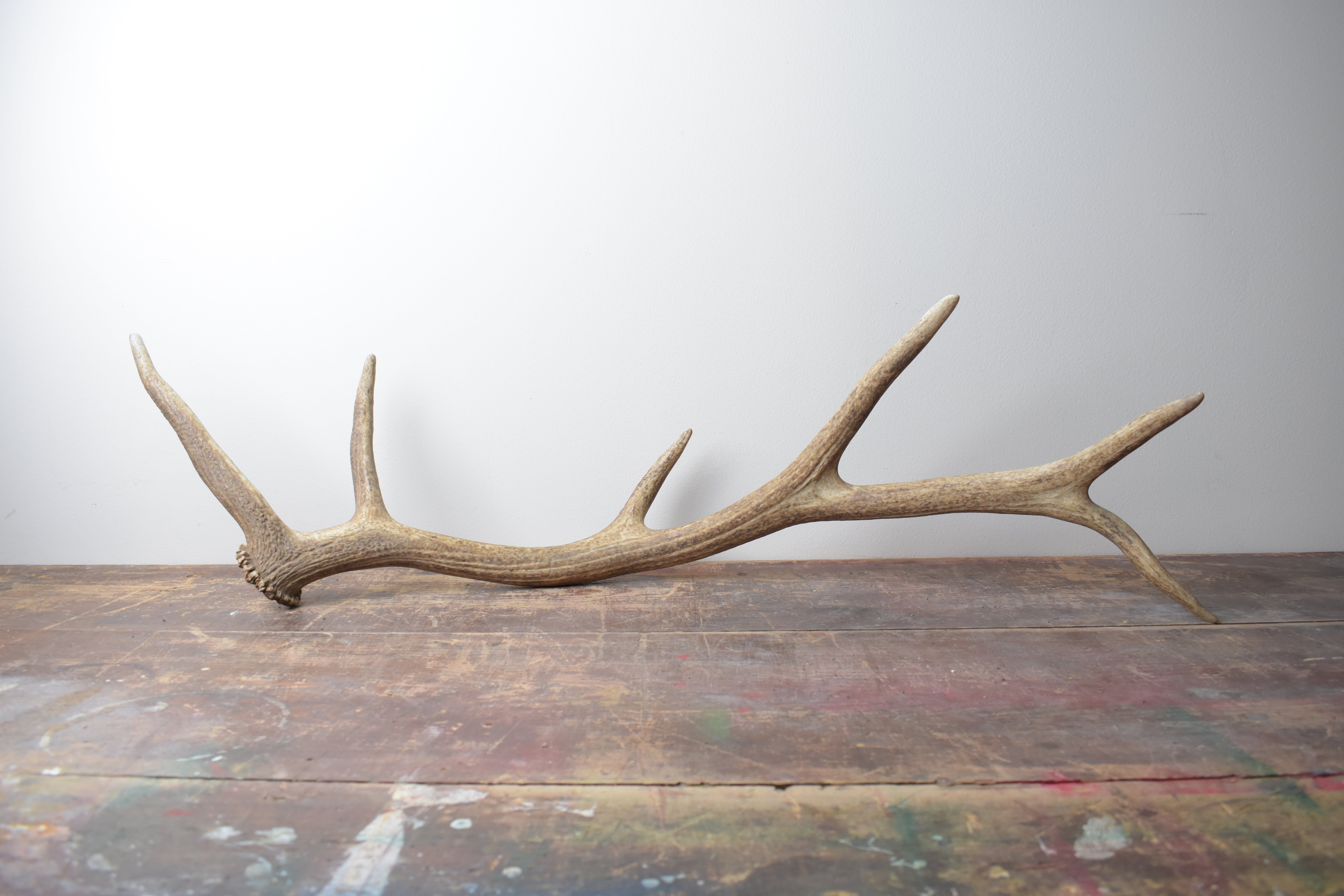 Elk Antler | 36