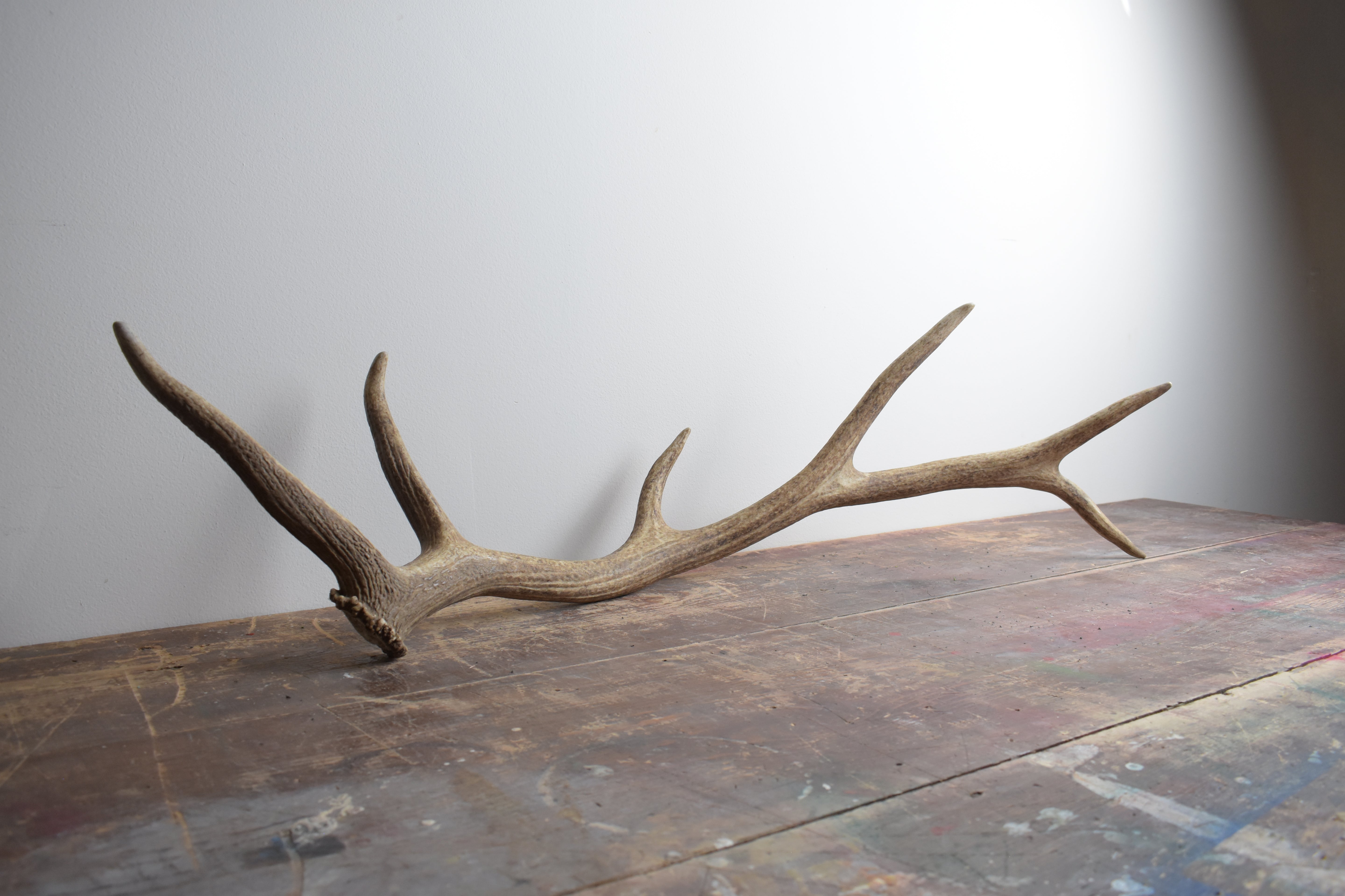 Elk Antler | 36 | SOLD OUT
